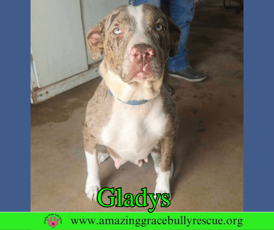 Gladys