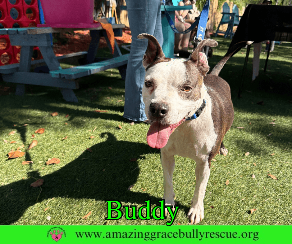 Buddy
