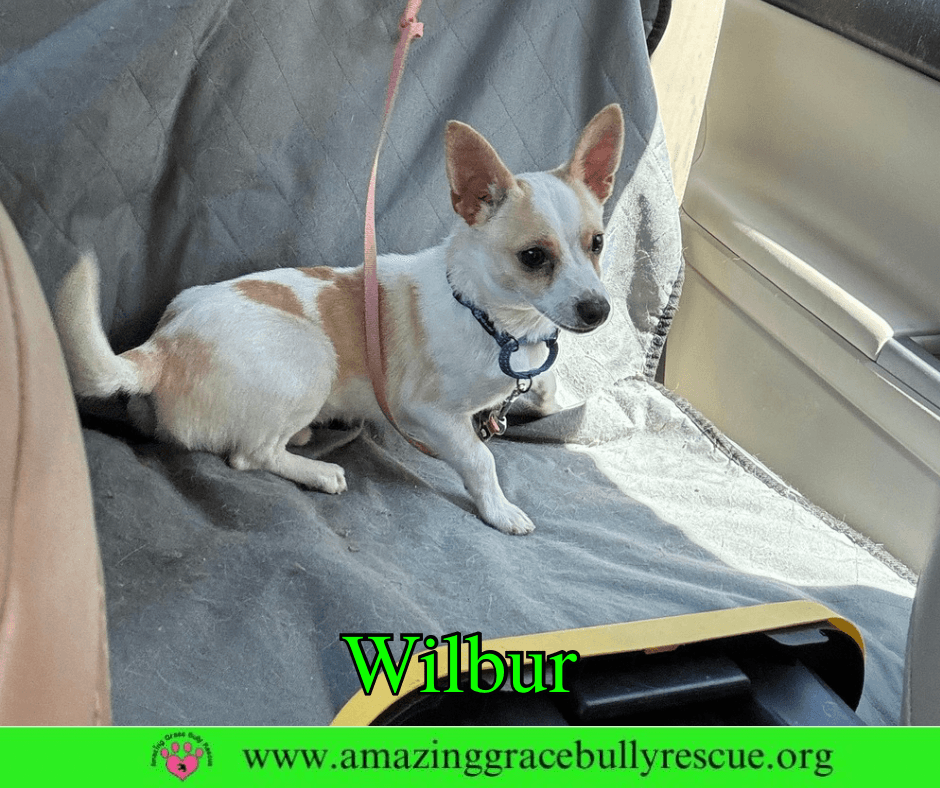 Wilbur
