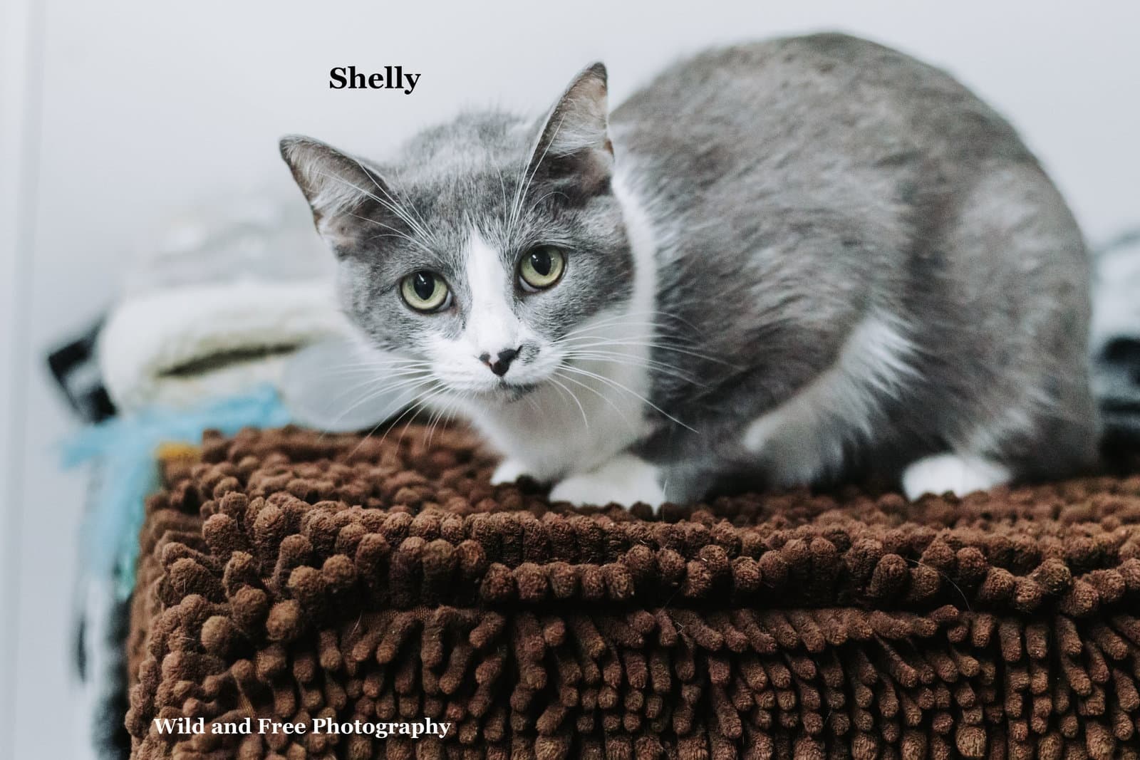 Shelly