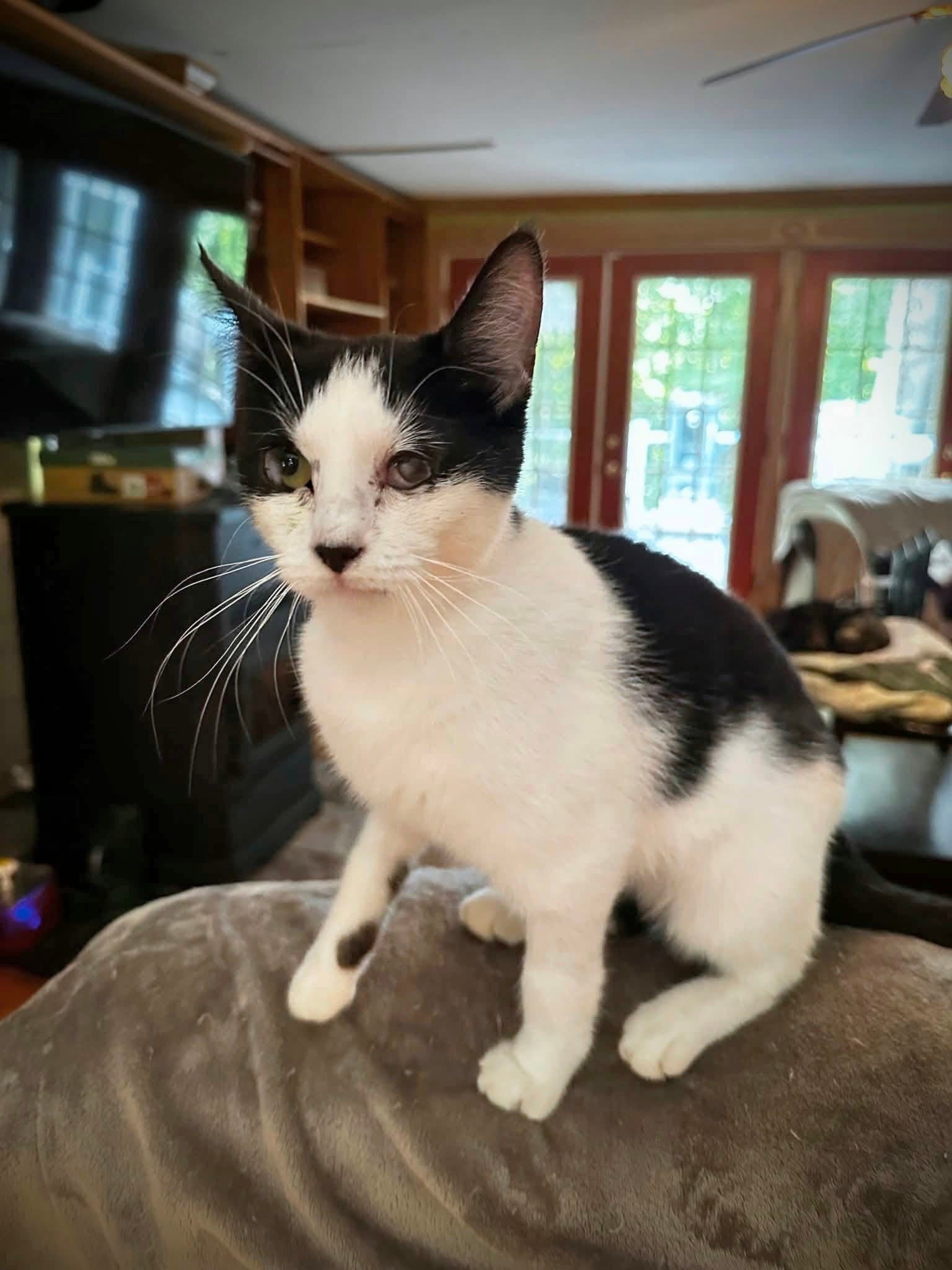 Dottie