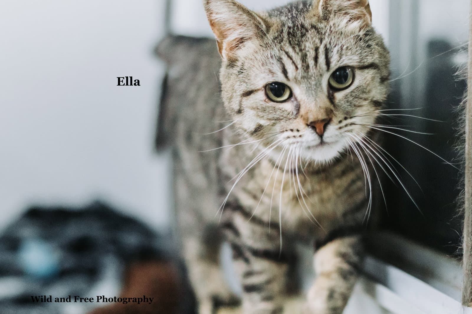 Ella