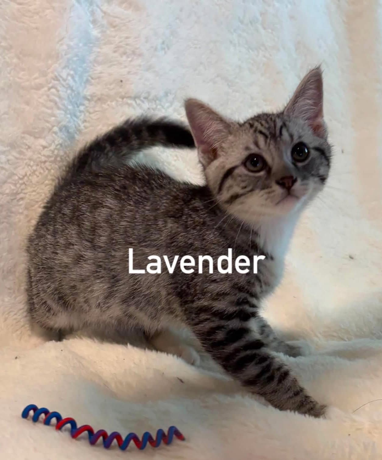 Lavendar