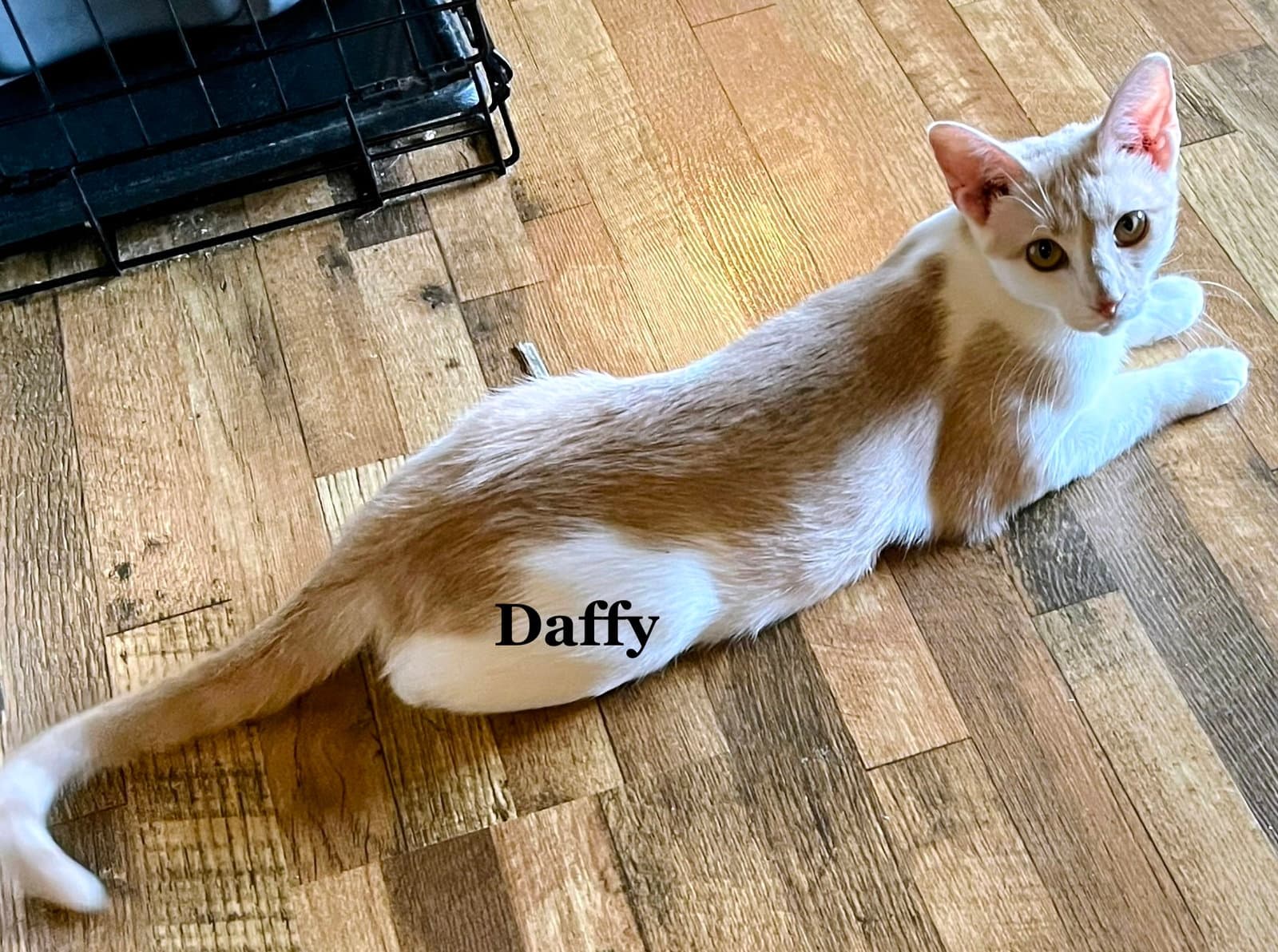 Daffy