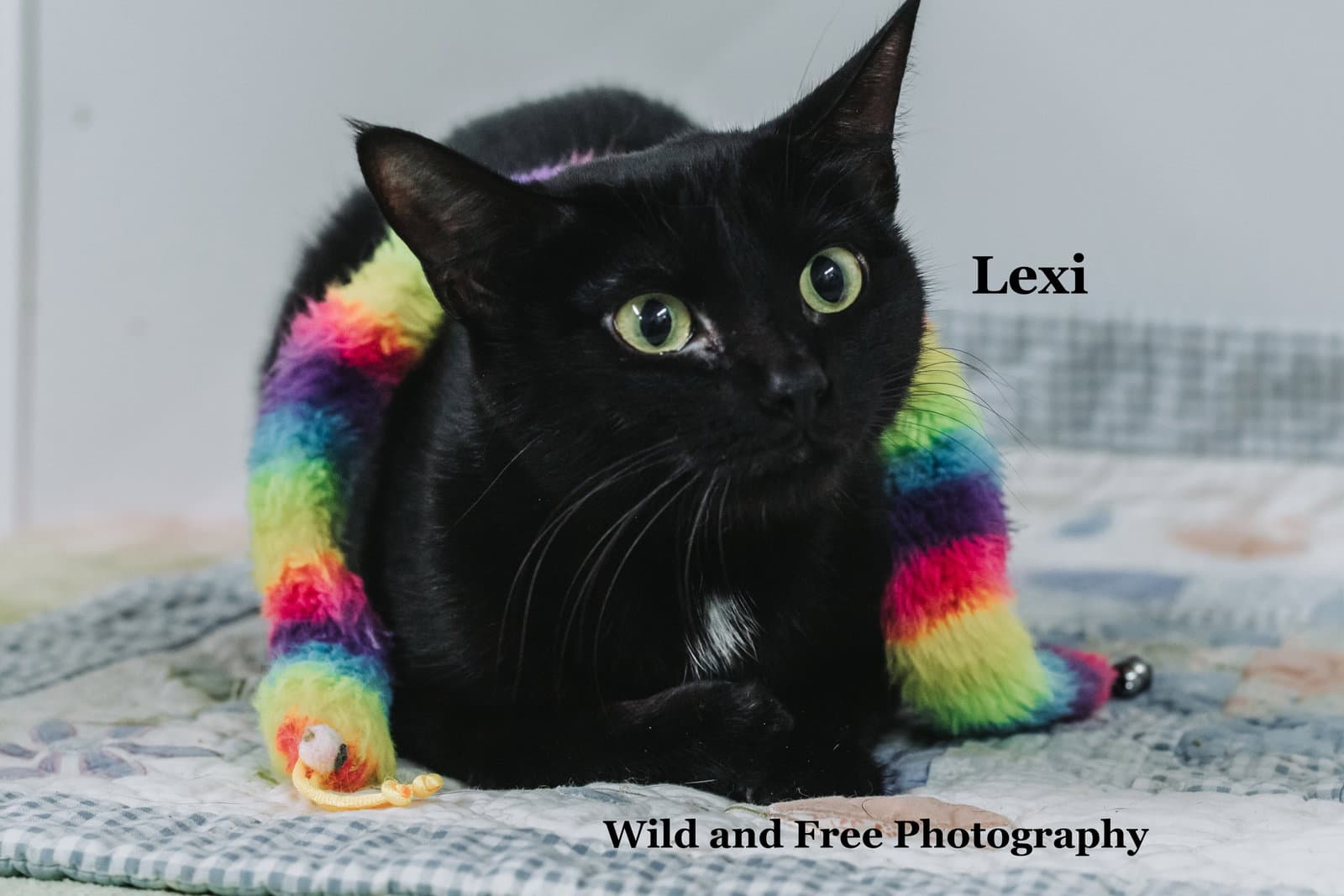 Lexi