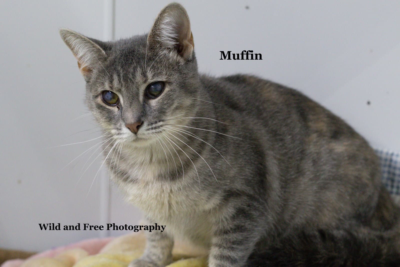 Muffin
