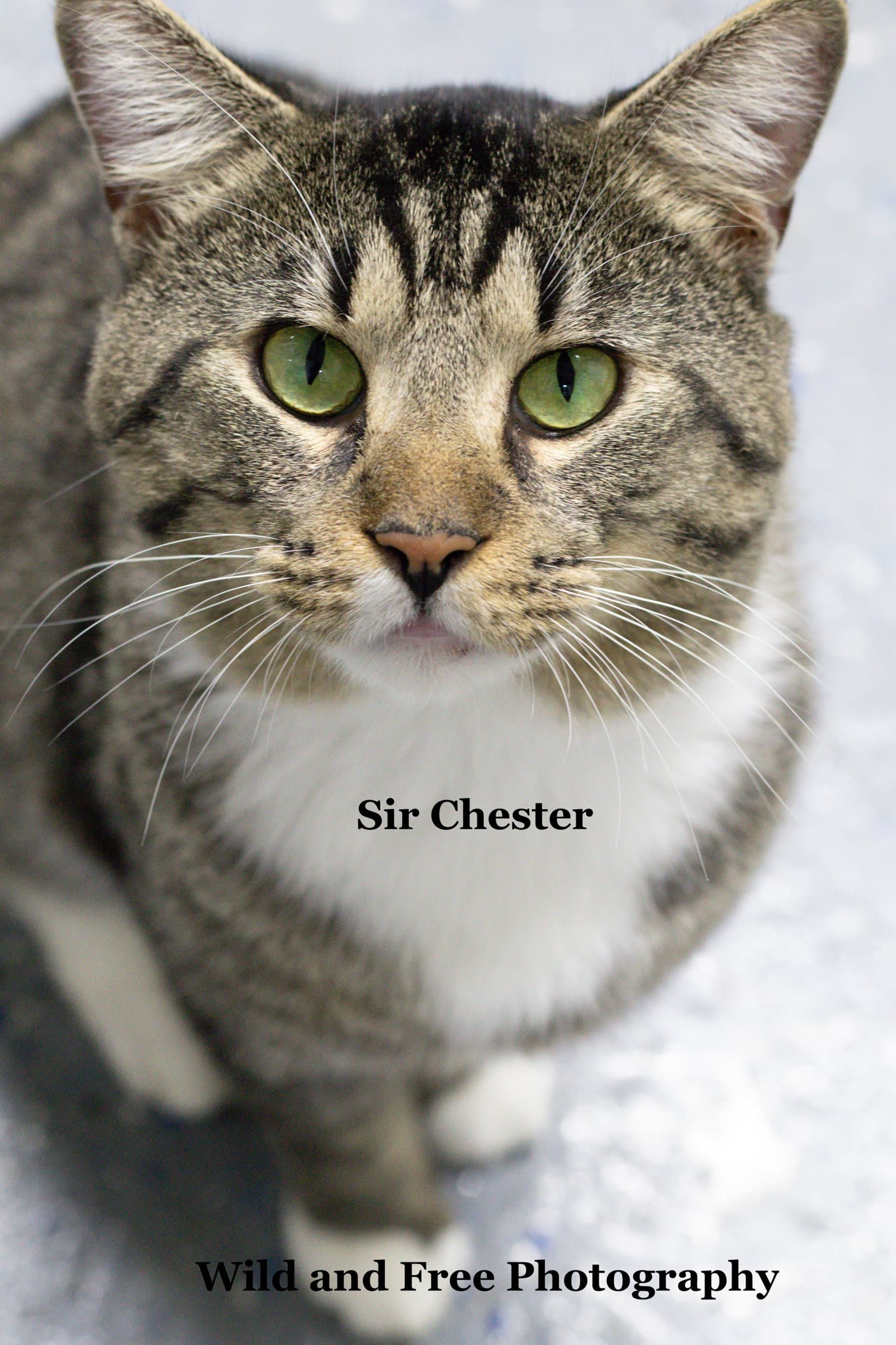 Sir Chester