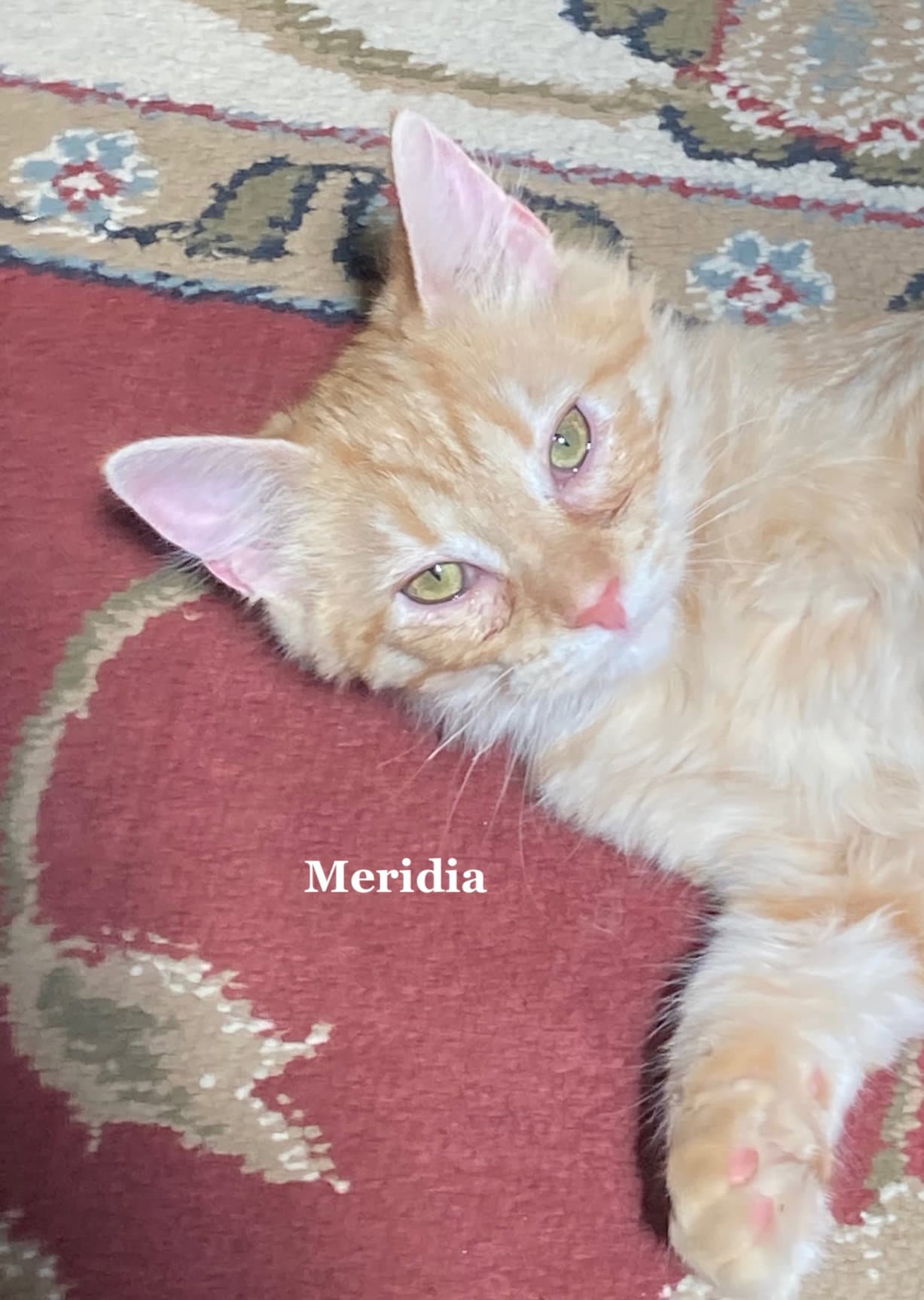 Meridia