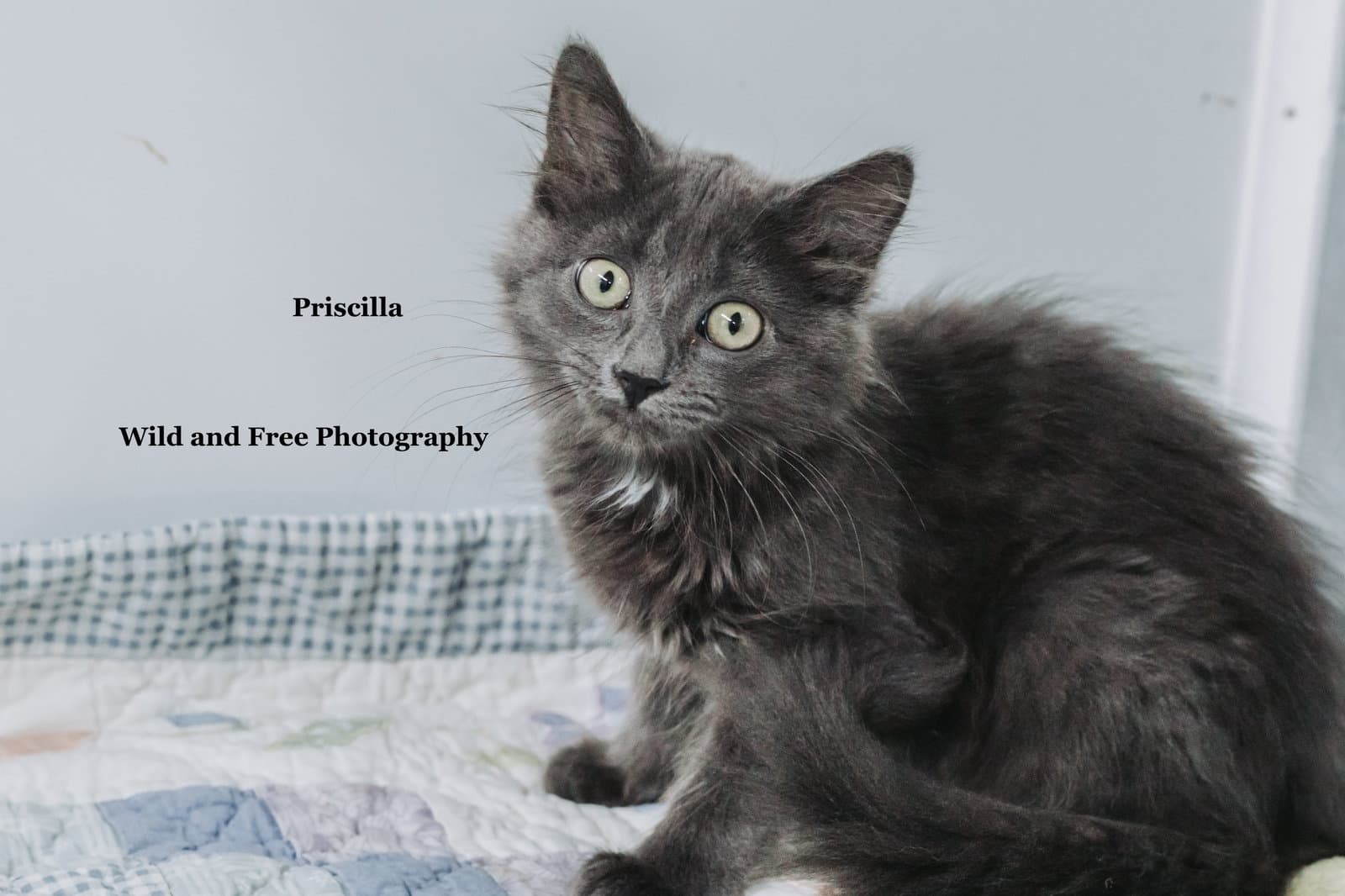 Priscilla
