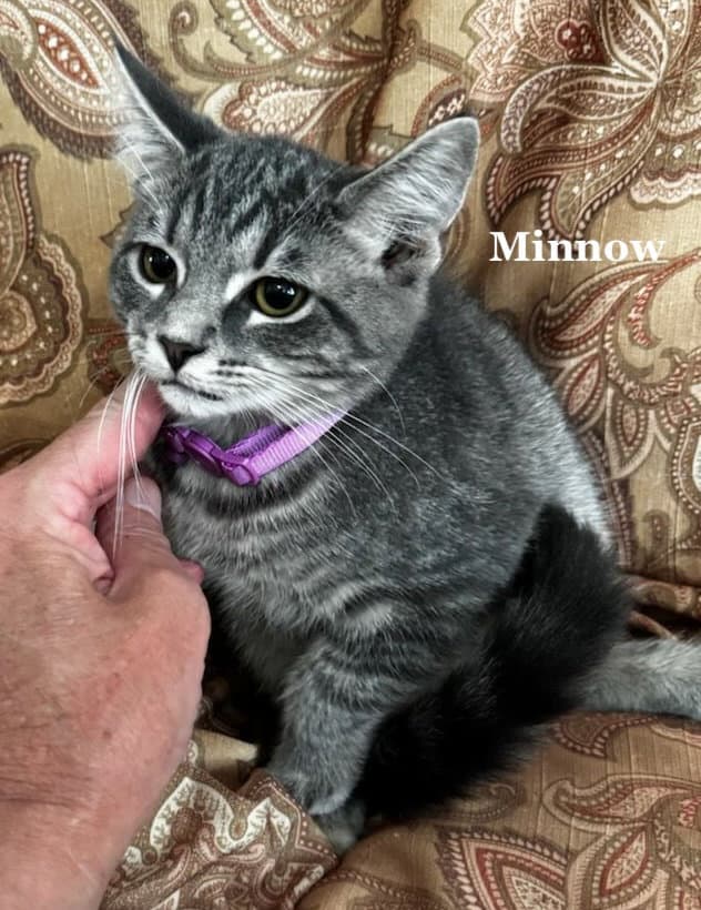 Minnow