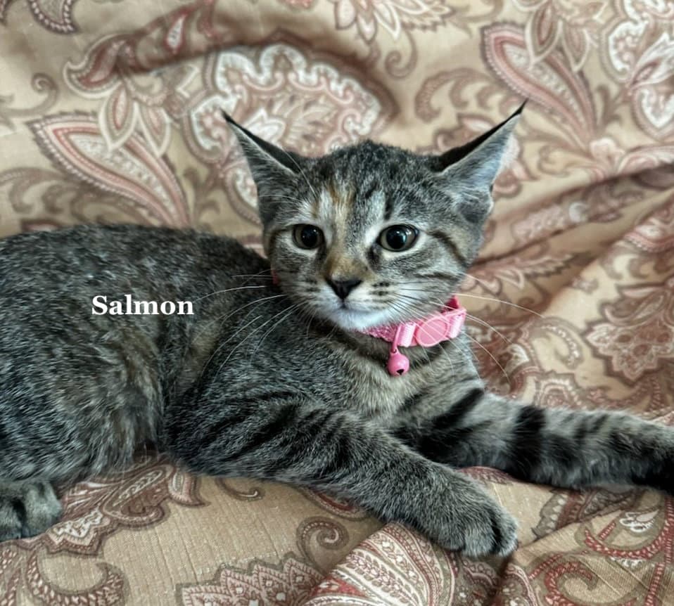 Salmon