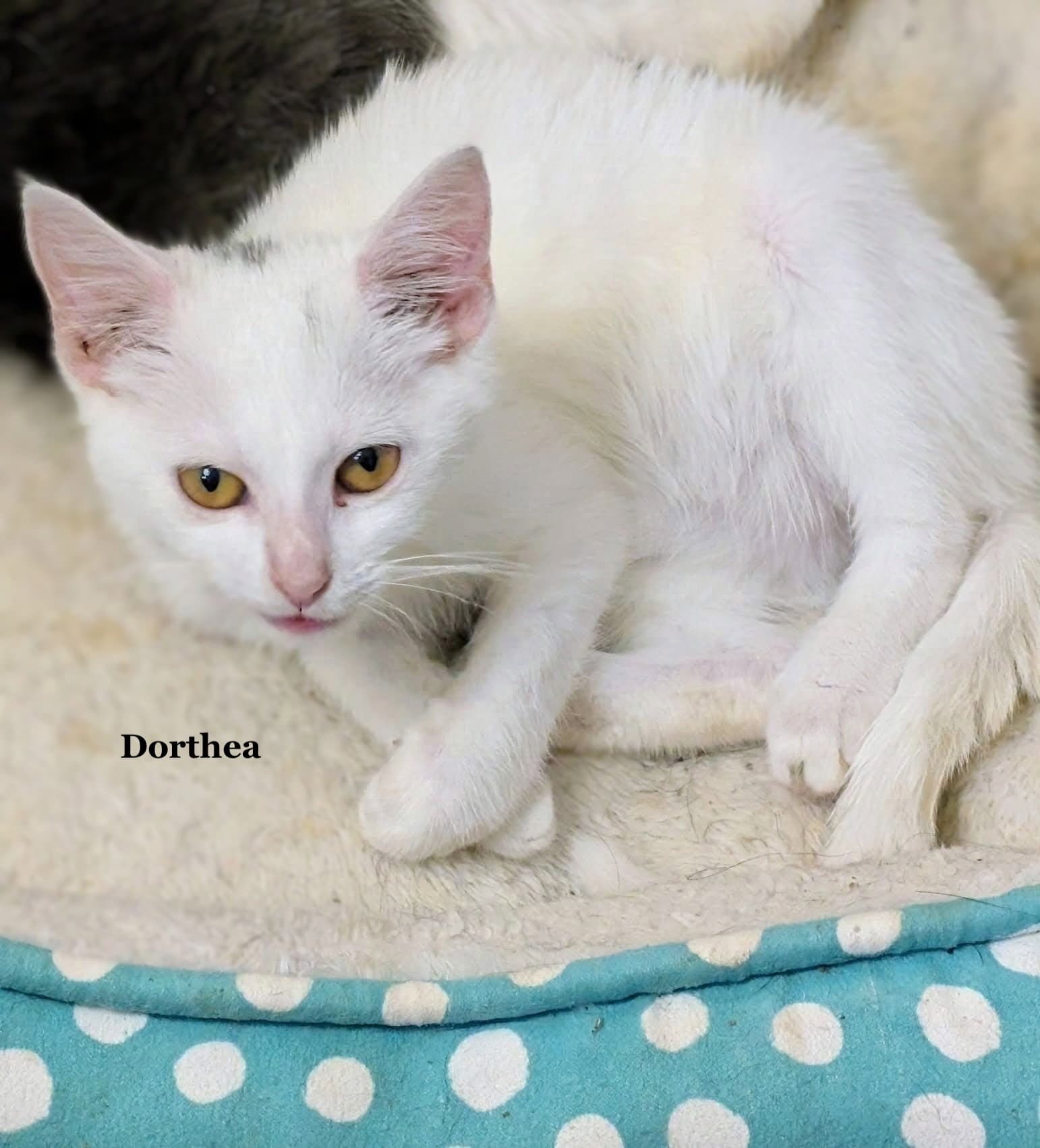 Dorthea
