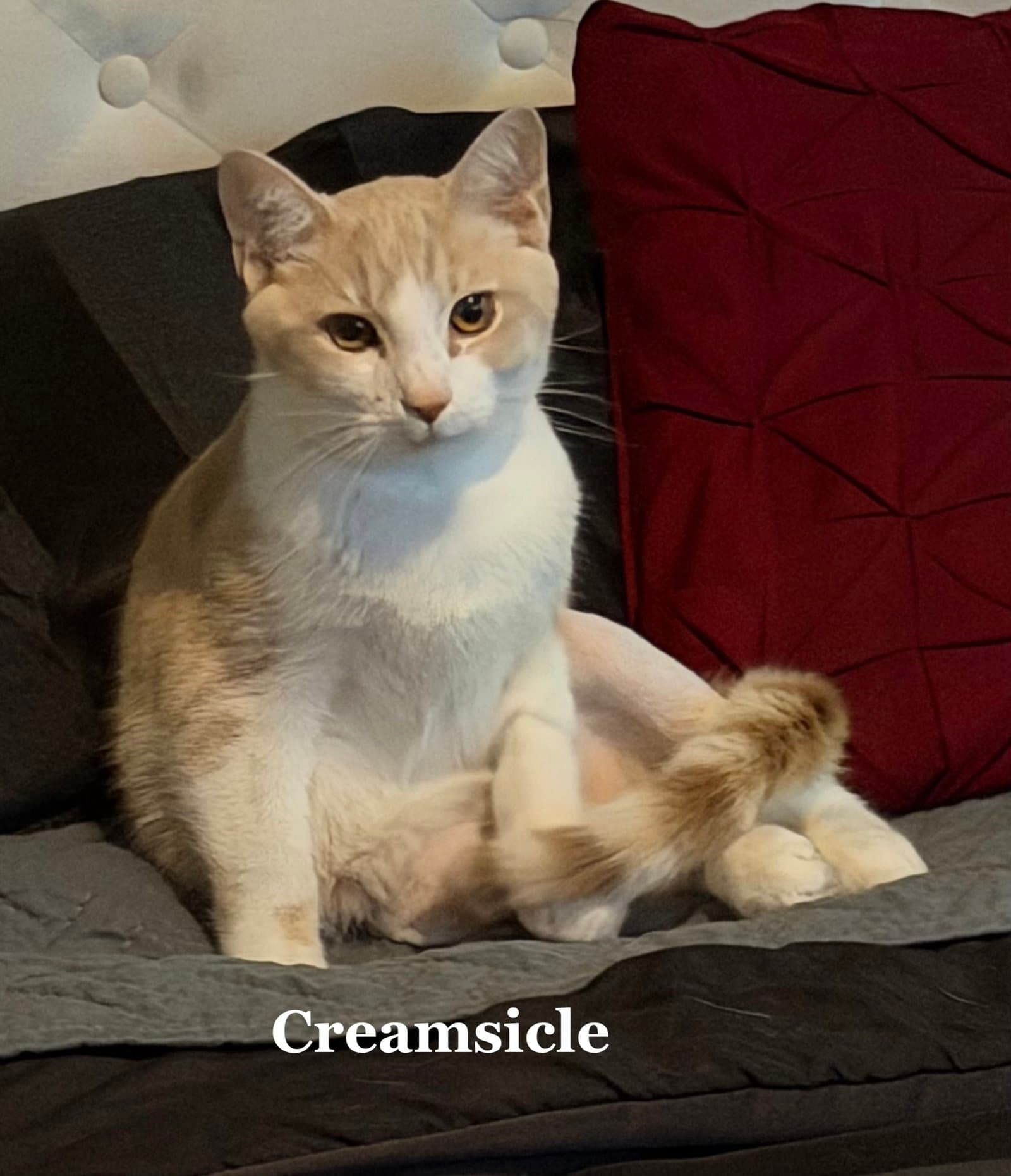 Creamsicle