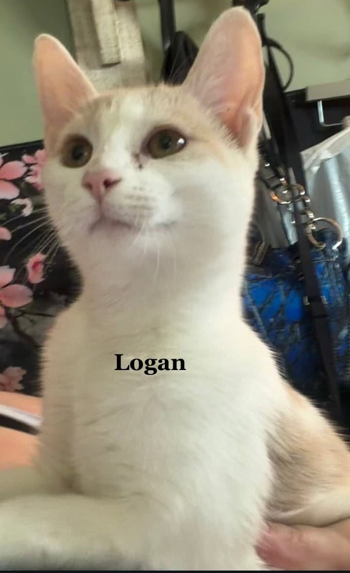 Logan