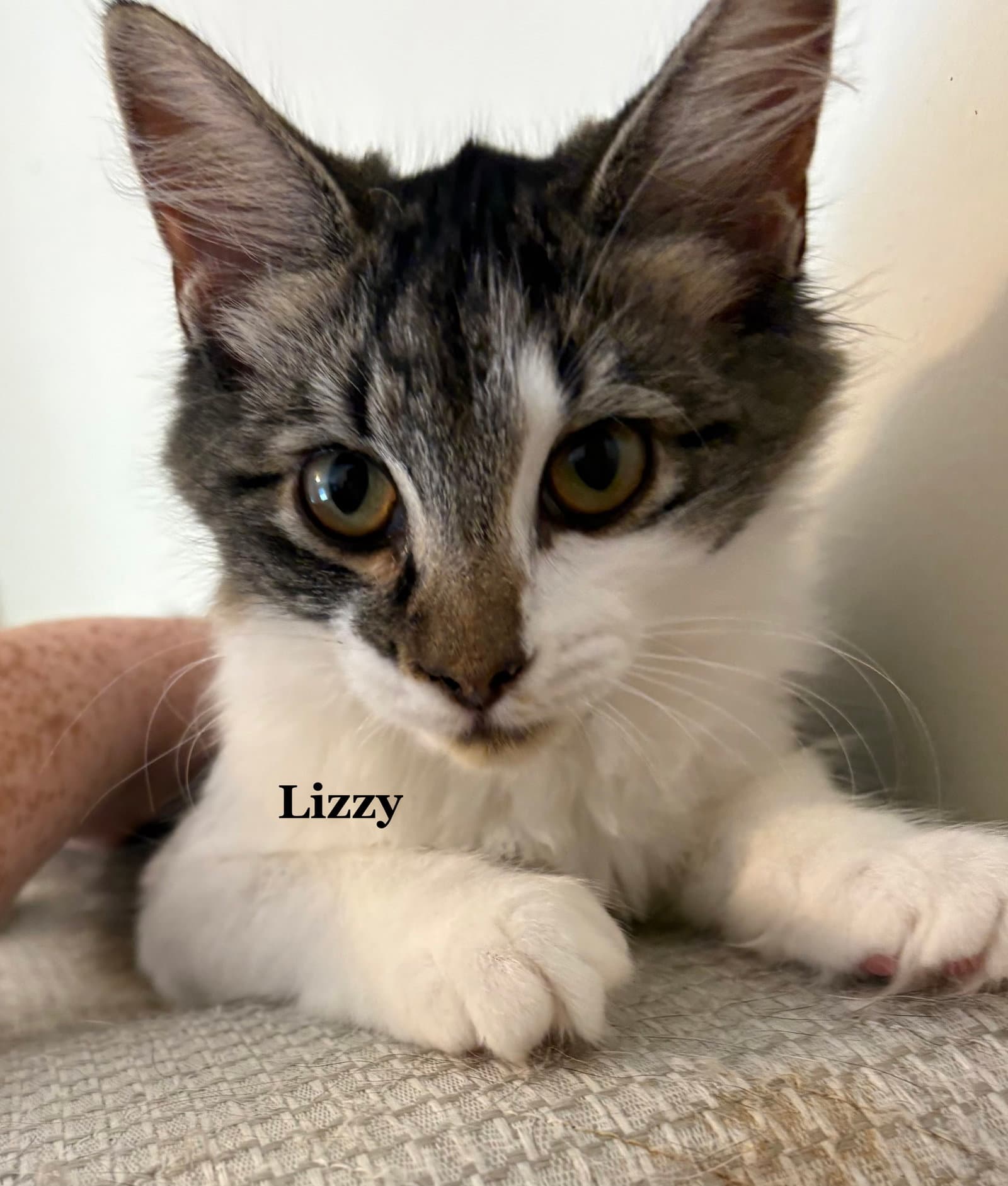 Lizzy