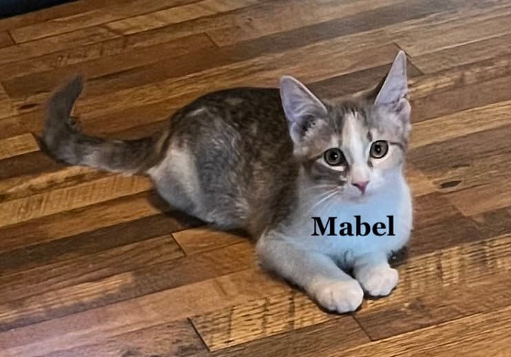 Mabel