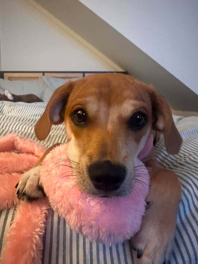 Bella (AL)