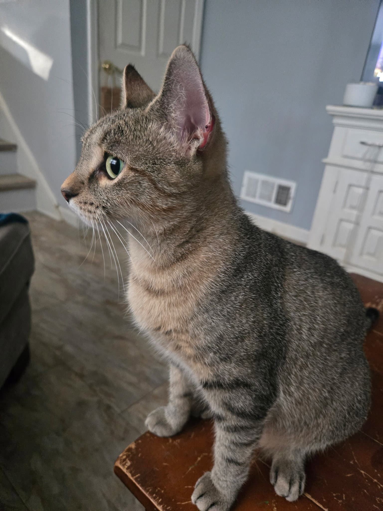 Nala-Joy