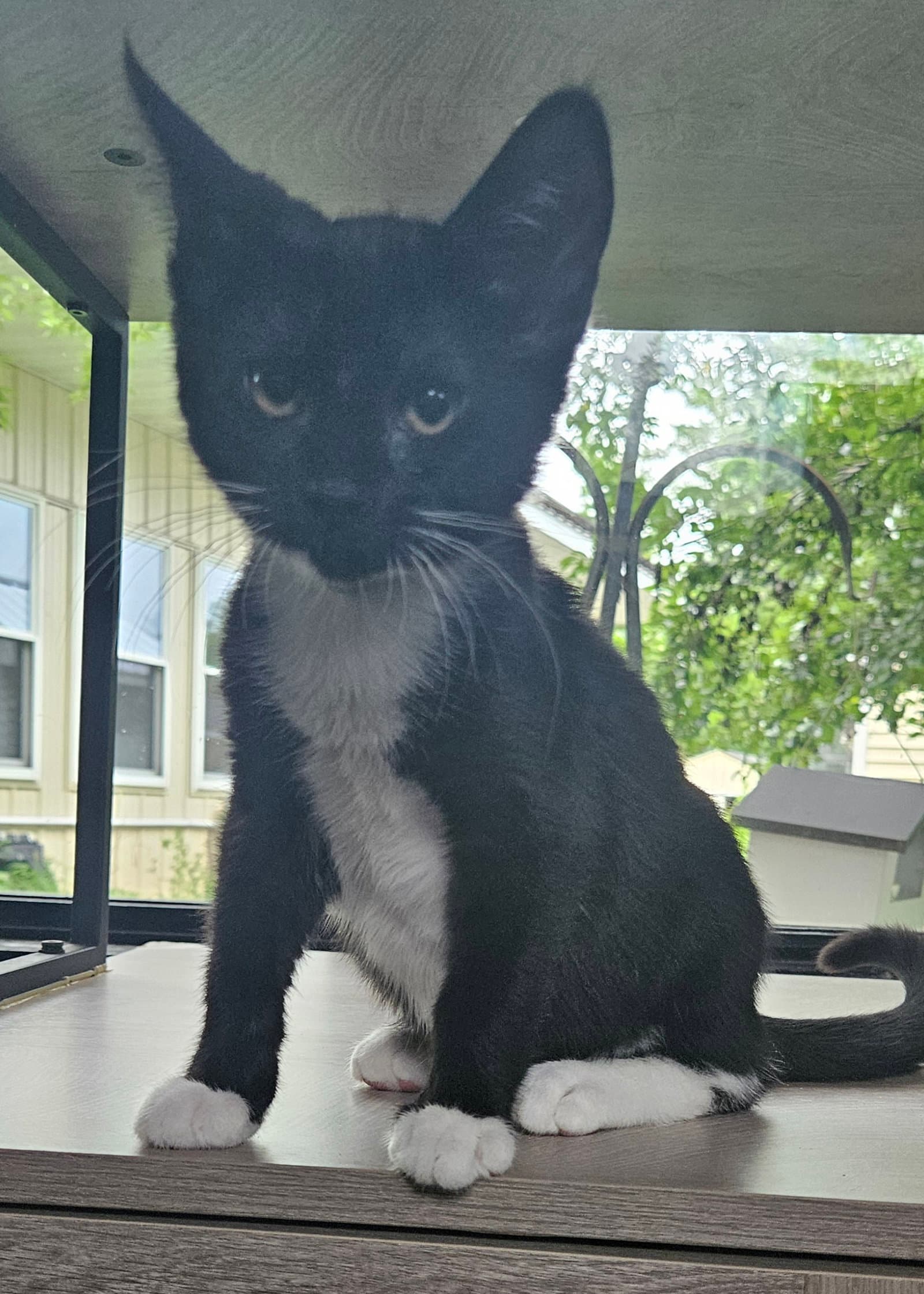 Bartholomeow