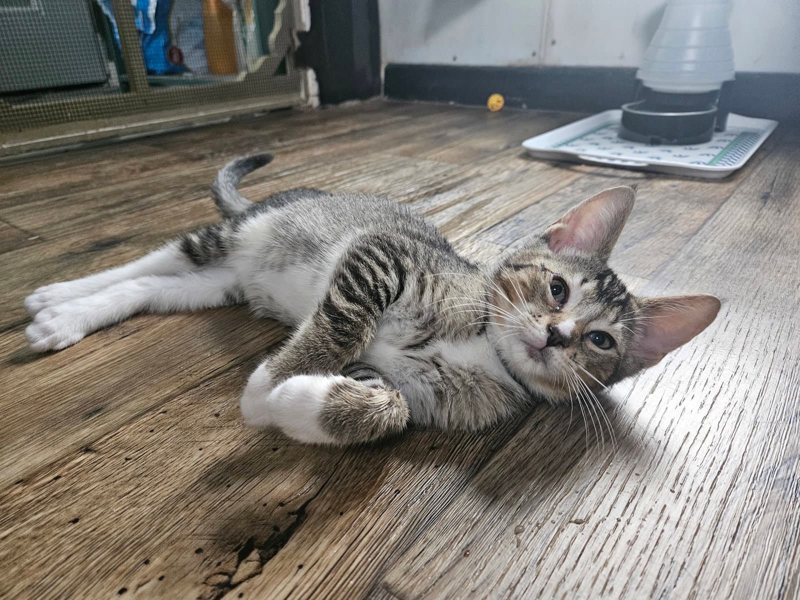 Pawliver