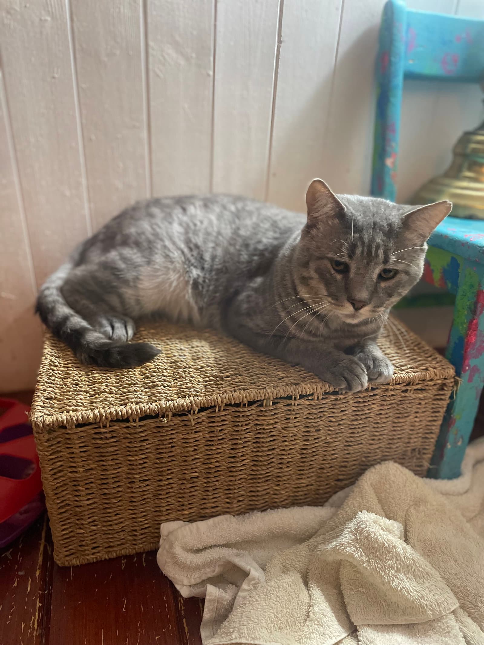 Rossco (FIV+)