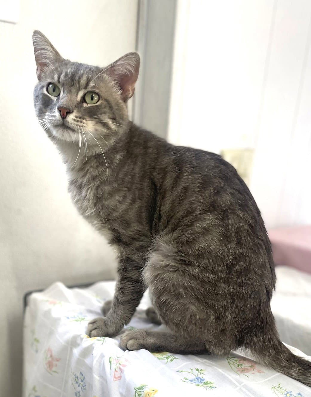 Dan (FIV+)