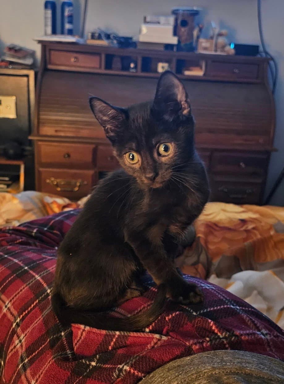 Paw Paw