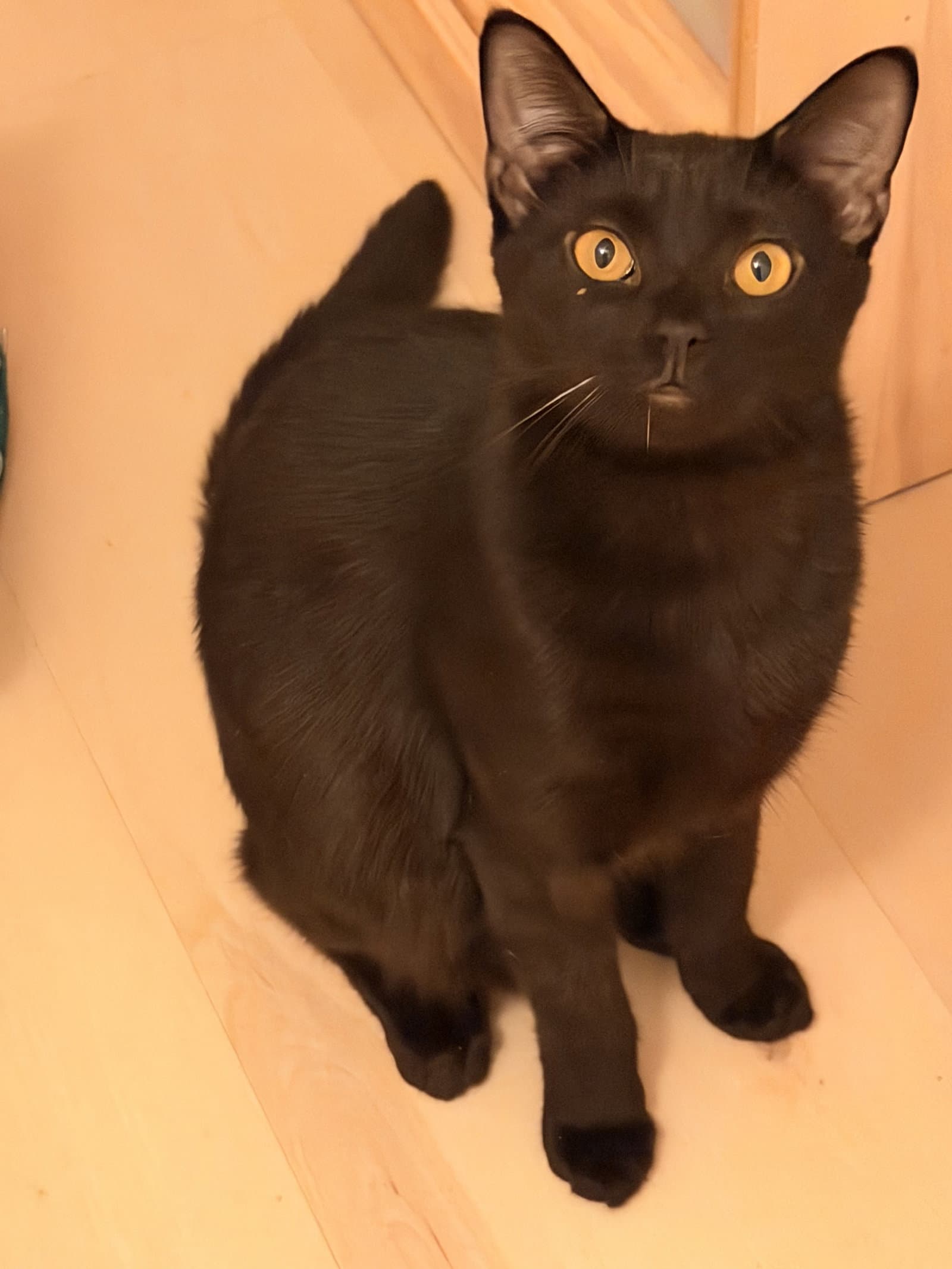 Little Onyx