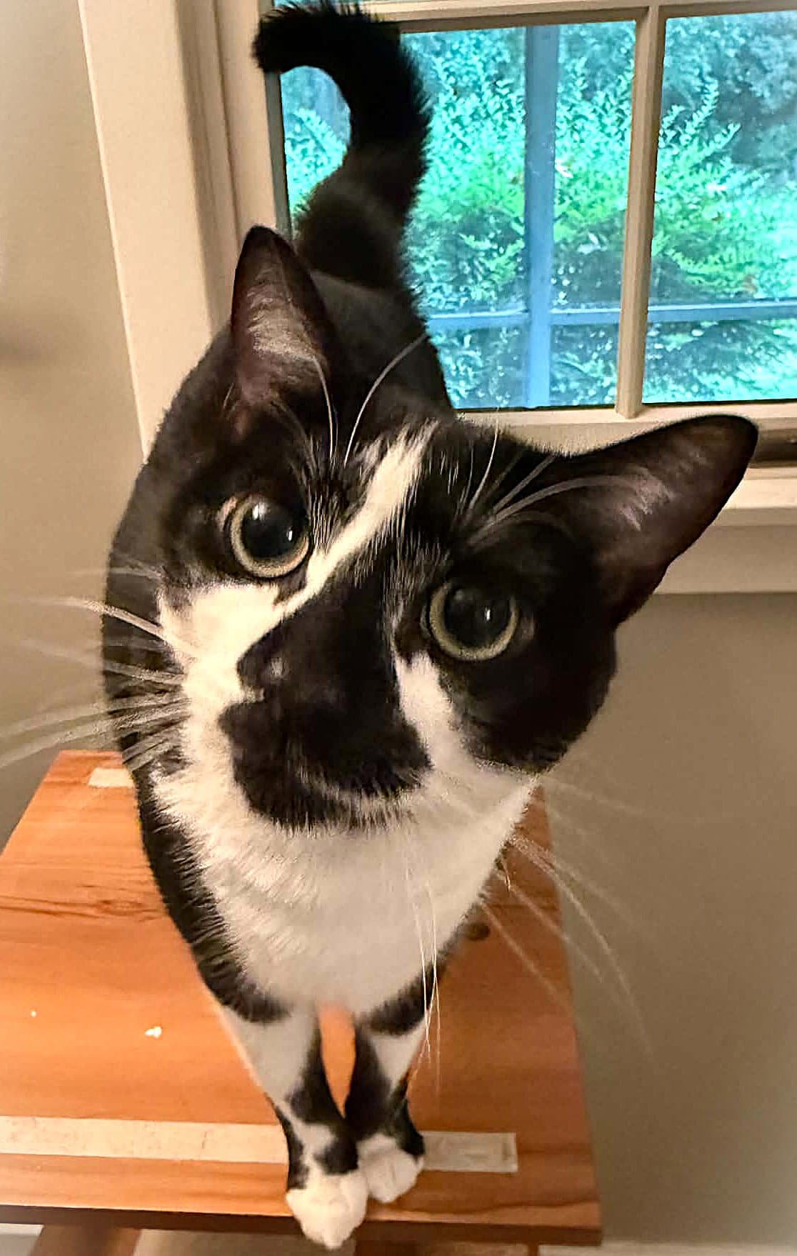 Nosy
