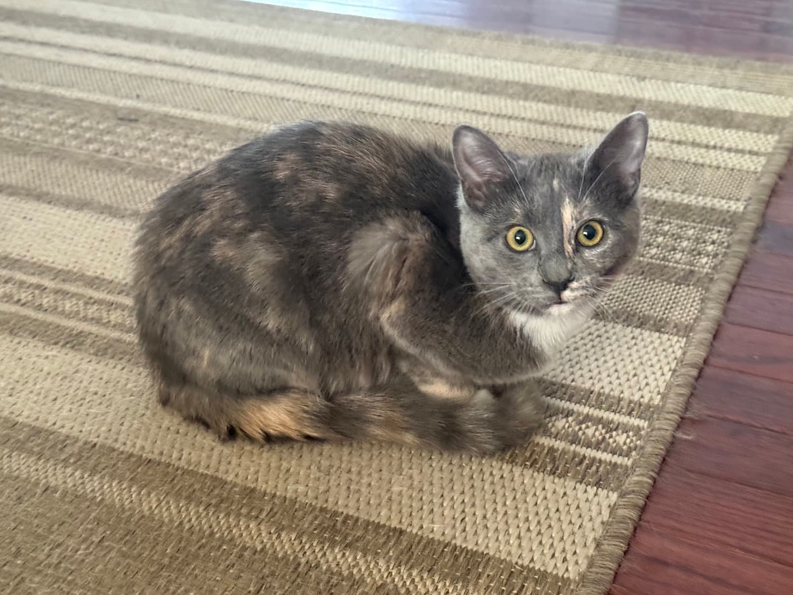 Muffin
