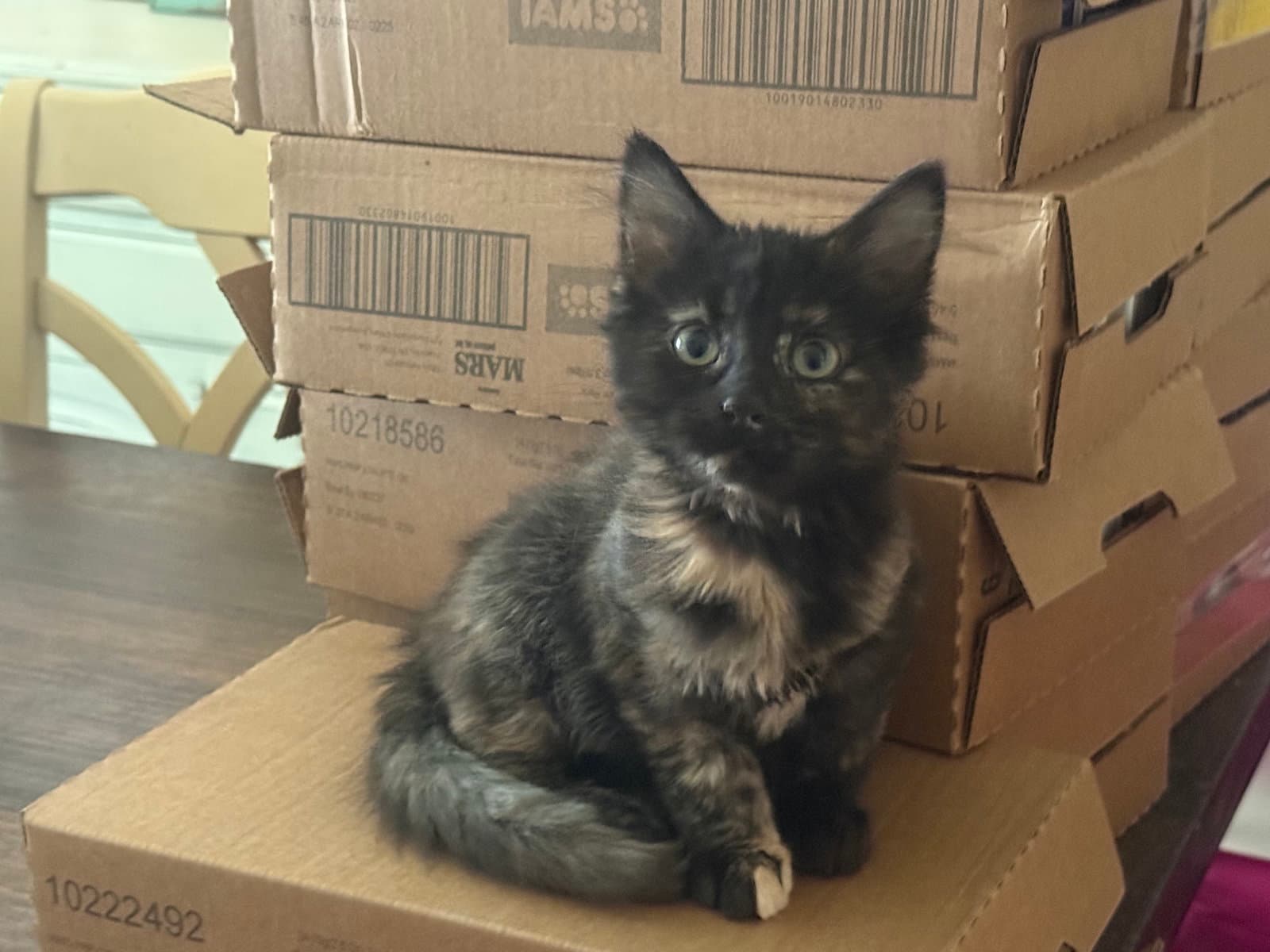 Mia