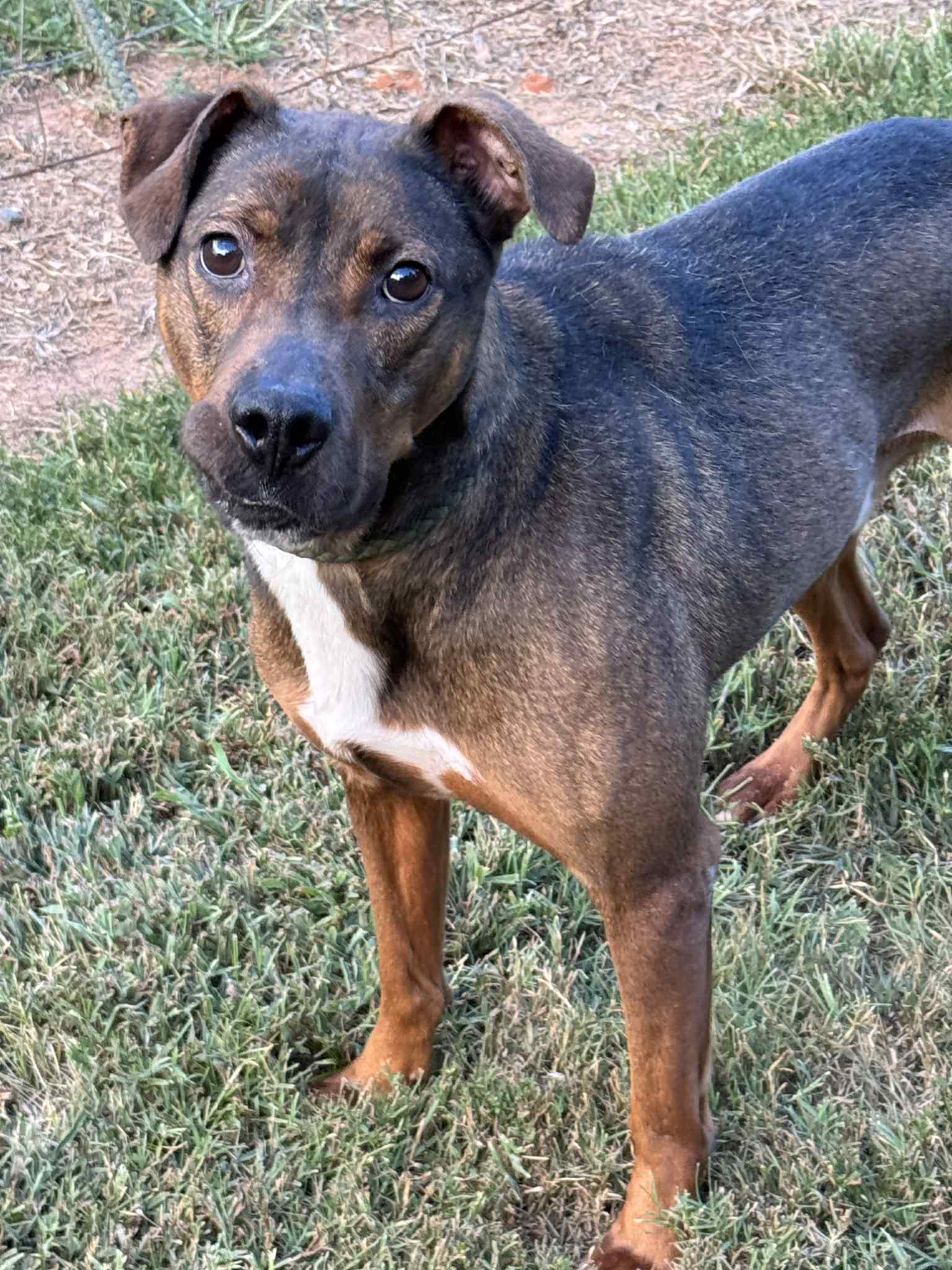 Rufus
