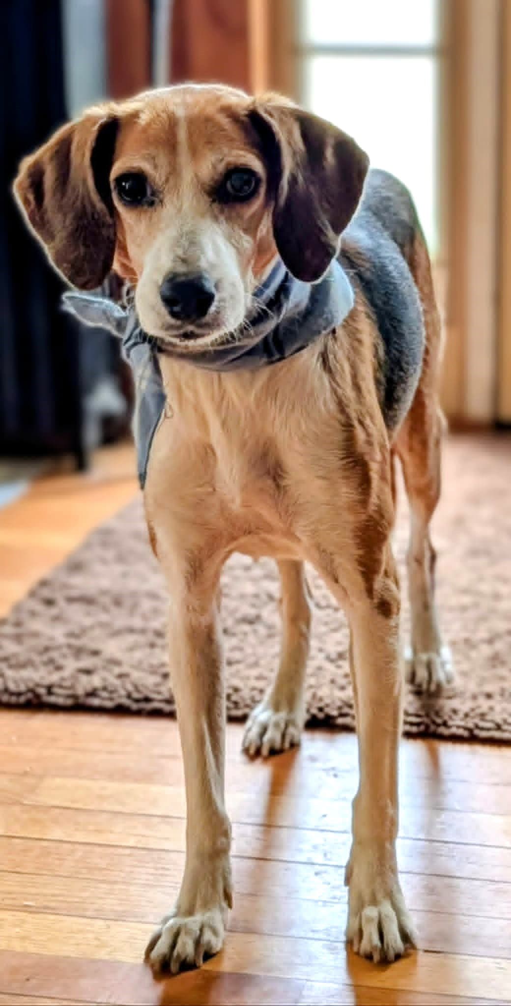 Stella