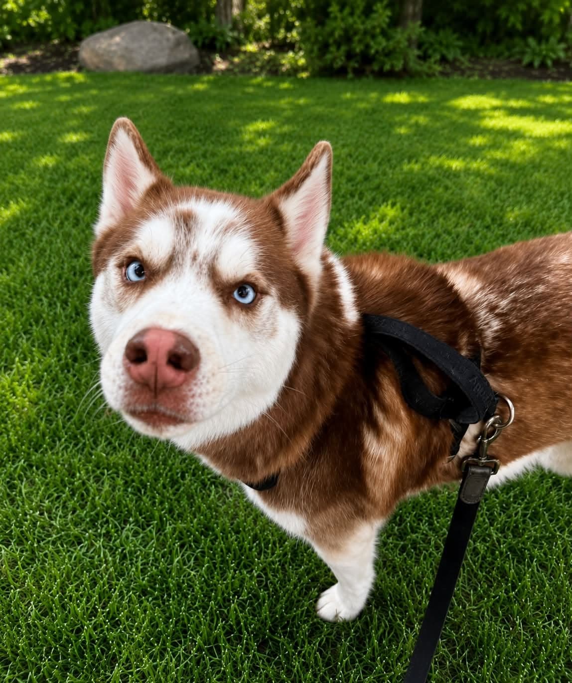 Apollo