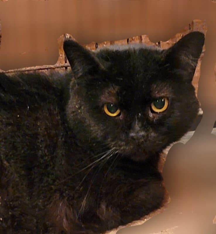 Catrick