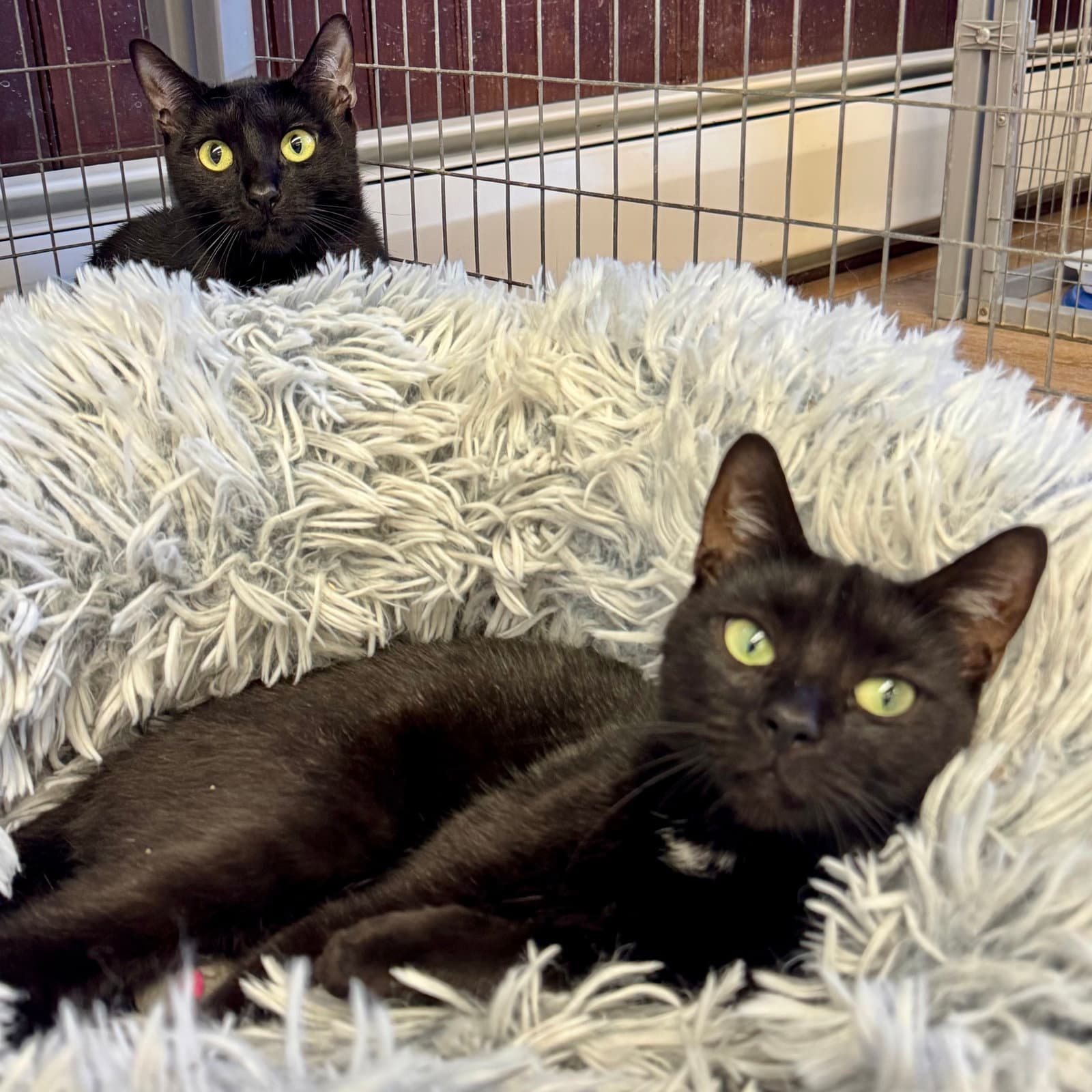 Bella & Cocoa