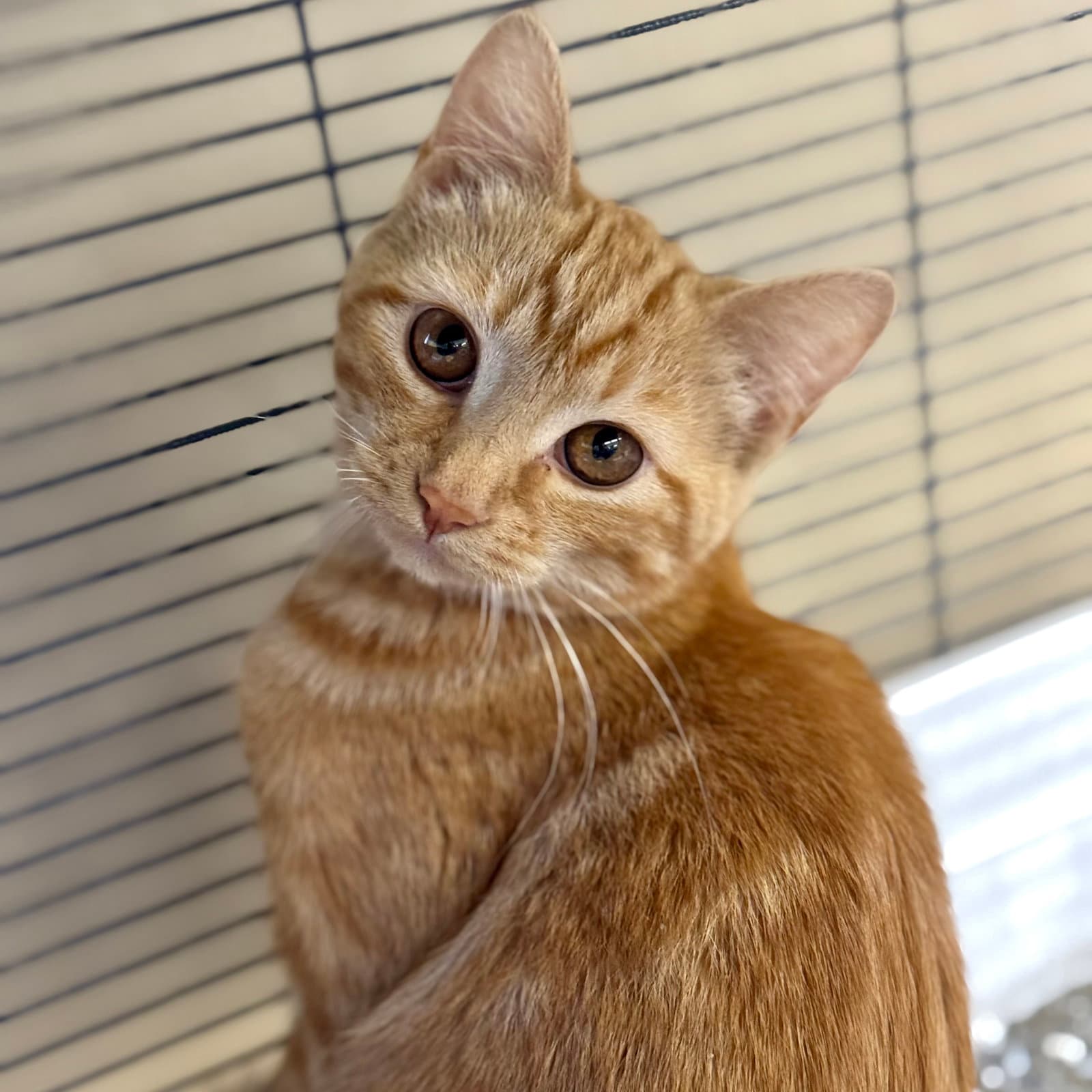 Ginger