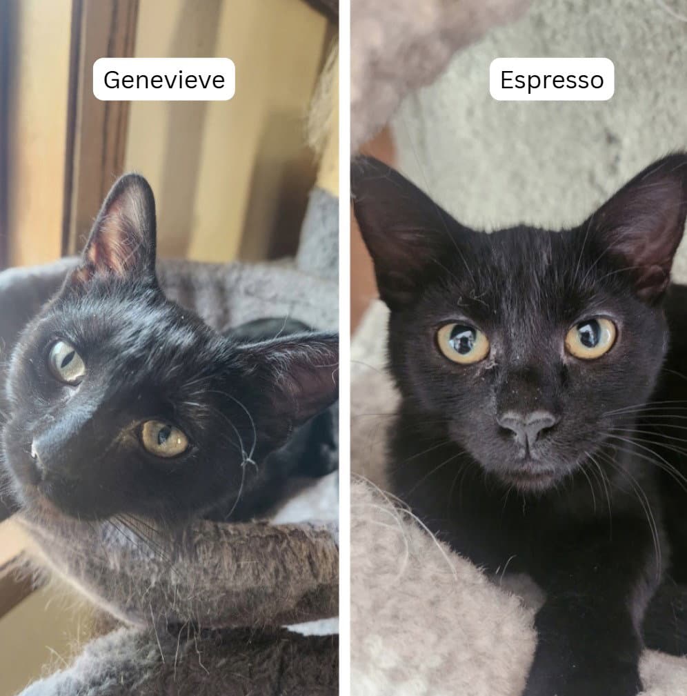 Espresso / Genevieve