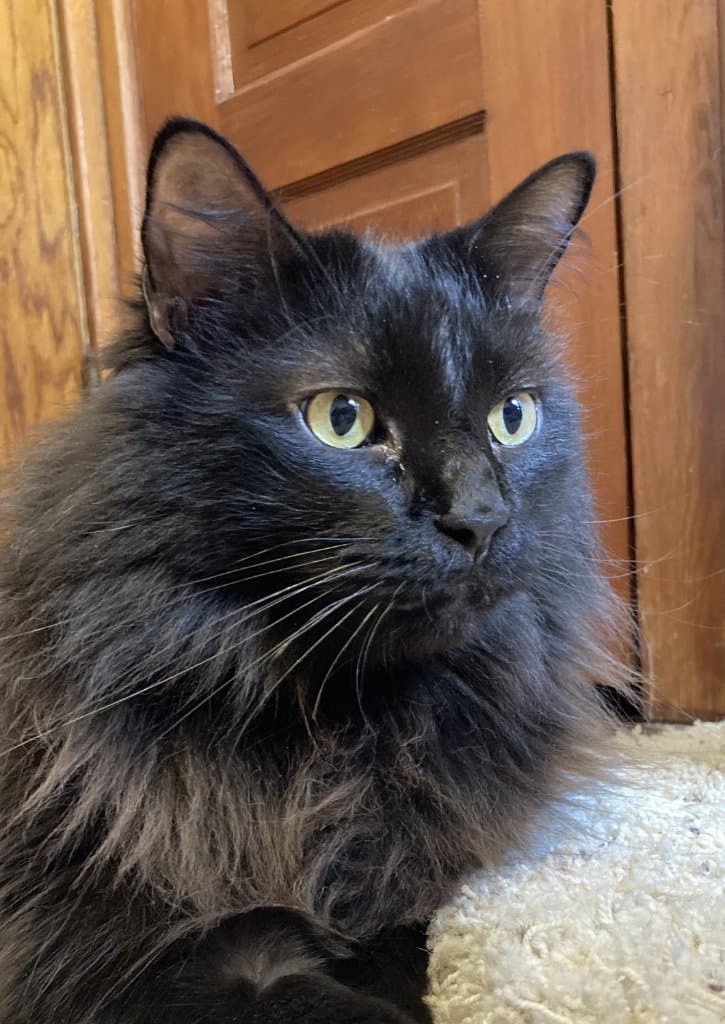 Sam - Pending Adoption