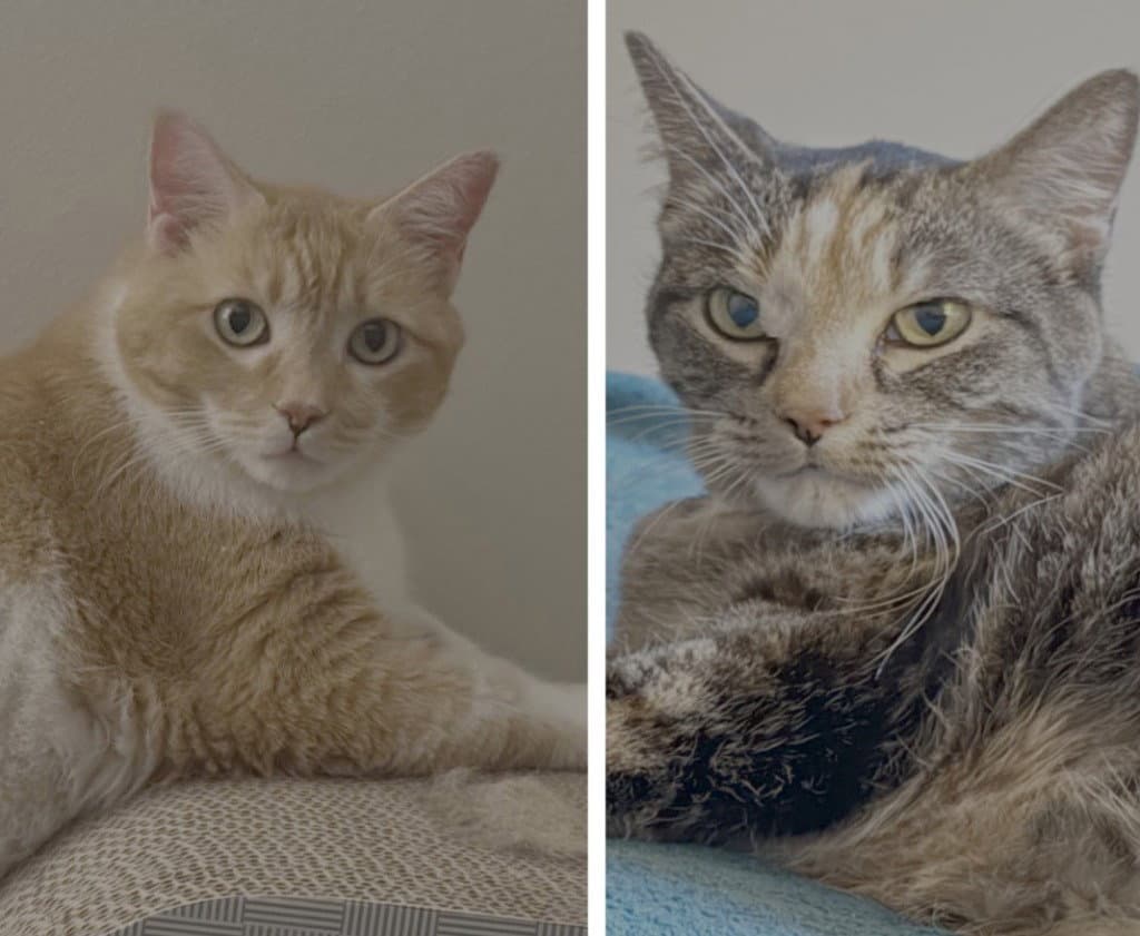 Leah / Simba