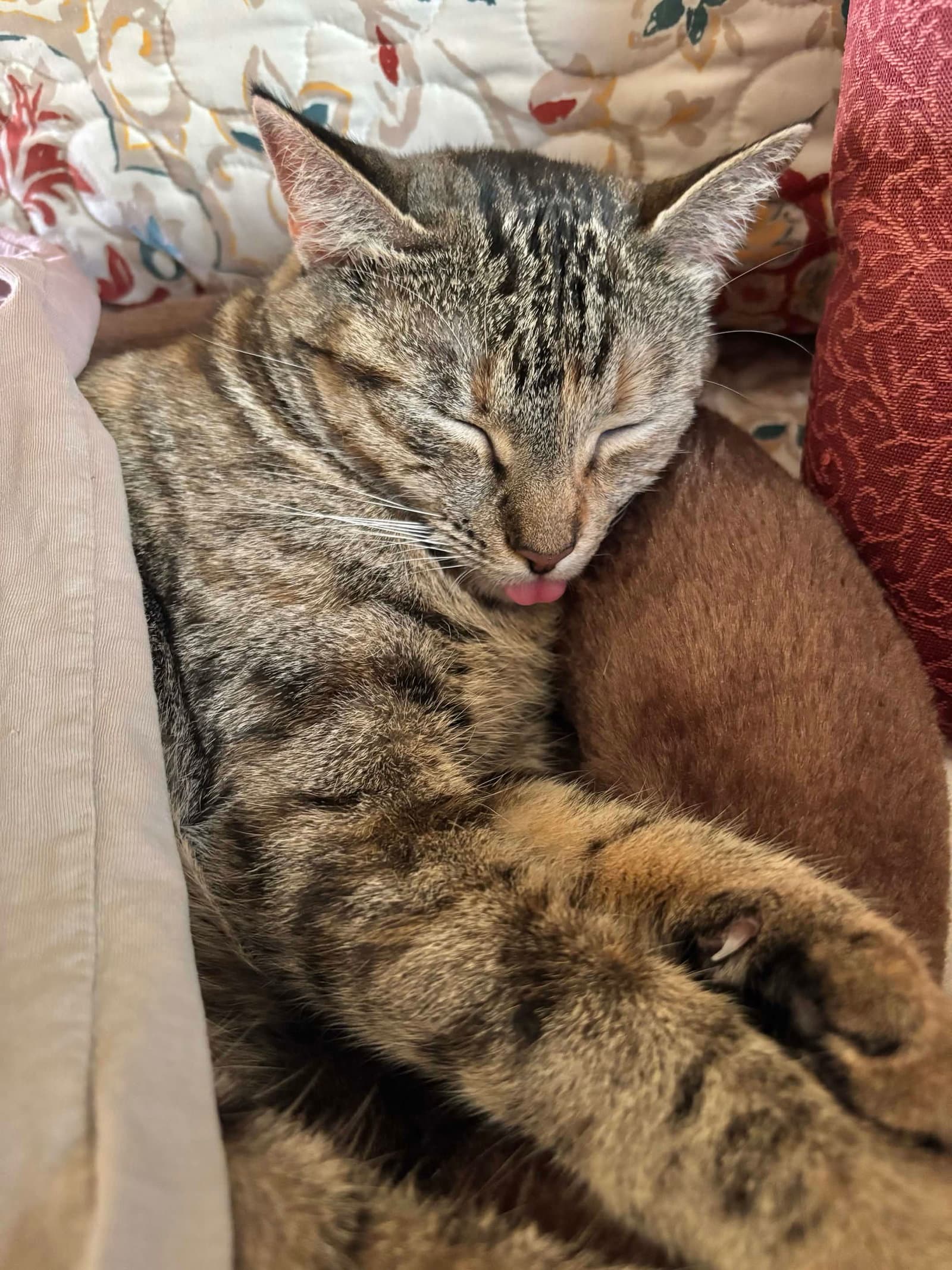 Cleo