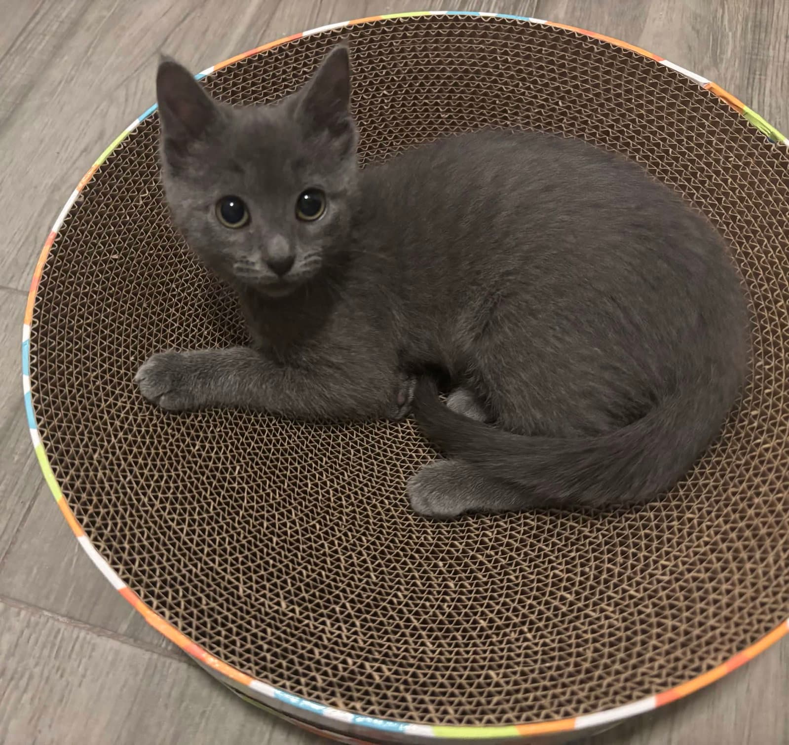 Mimi