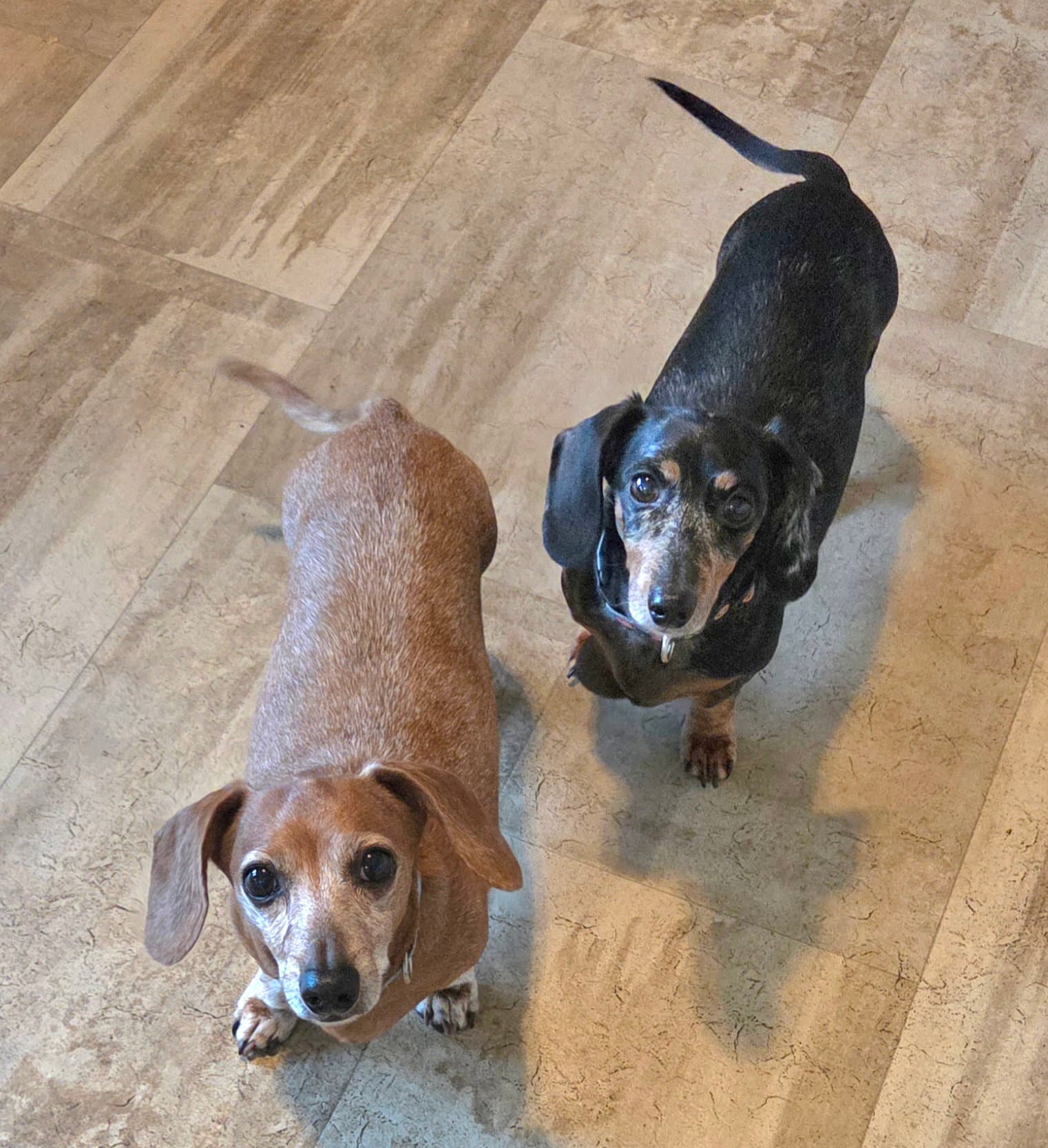 Scooby & Pepper