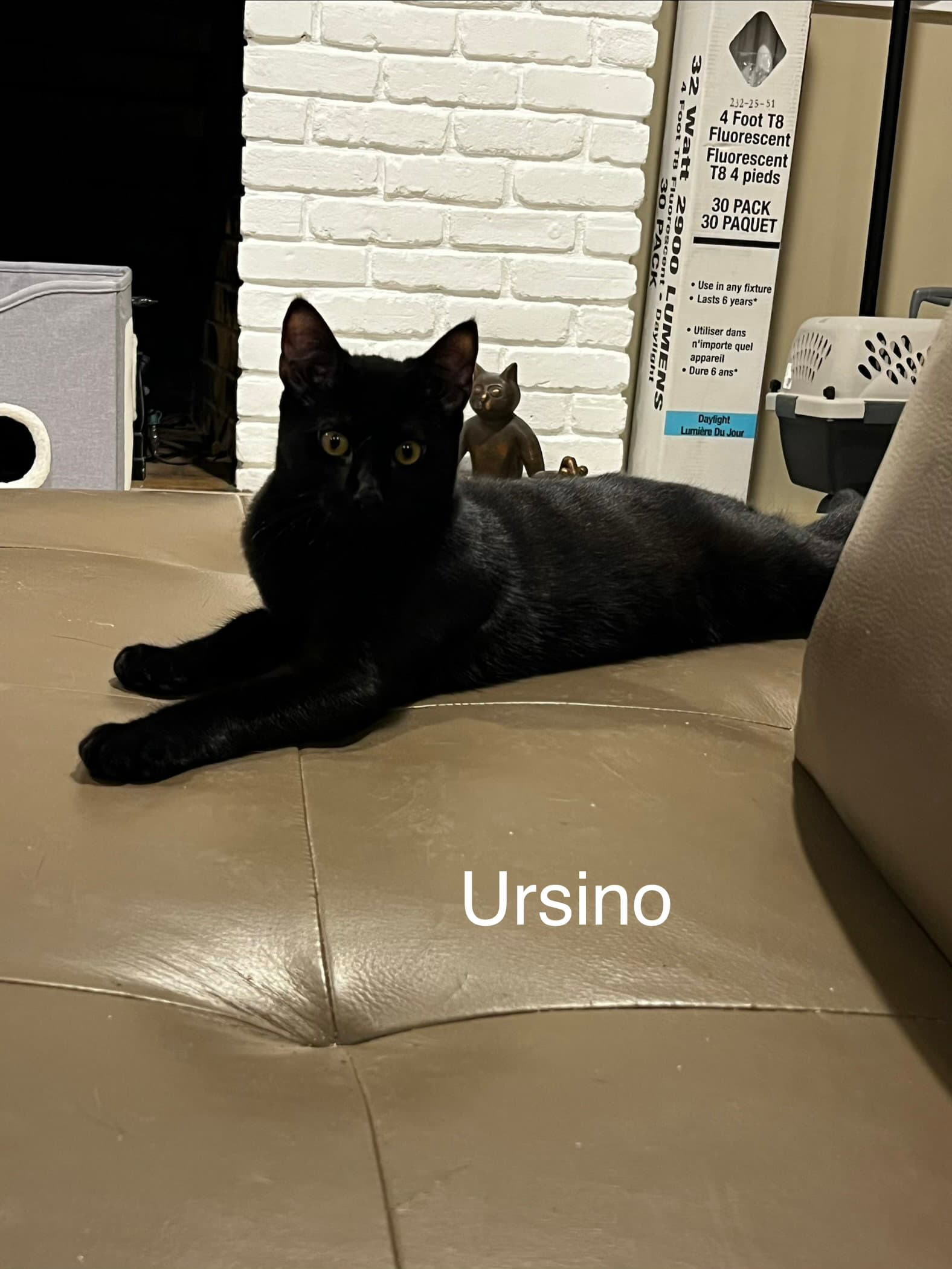 Ursino