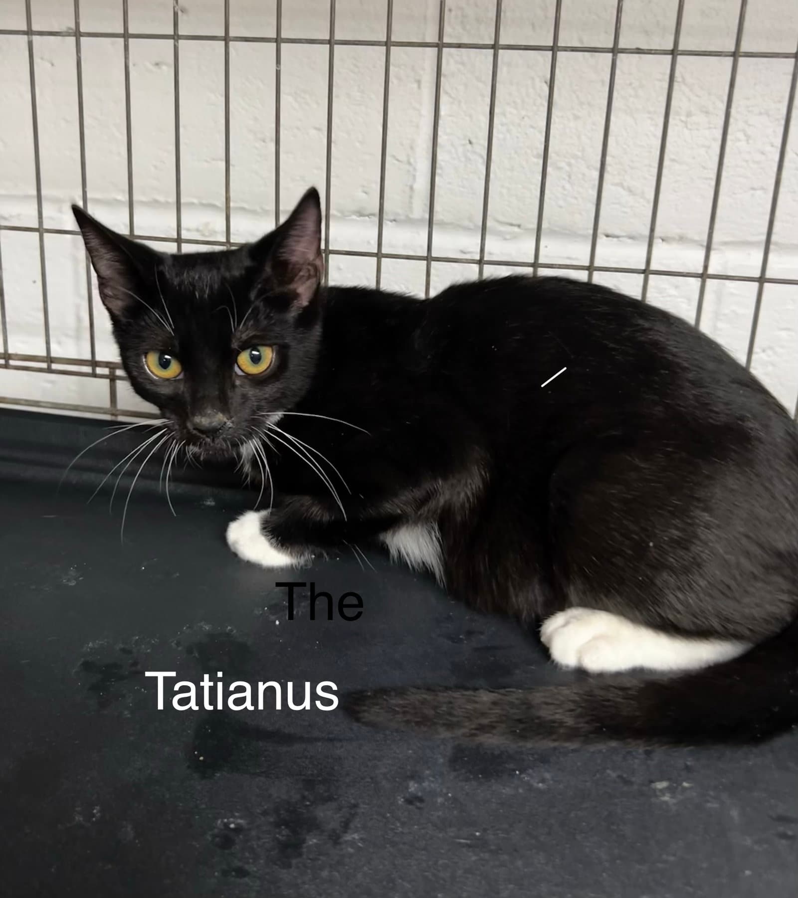 Tatianus