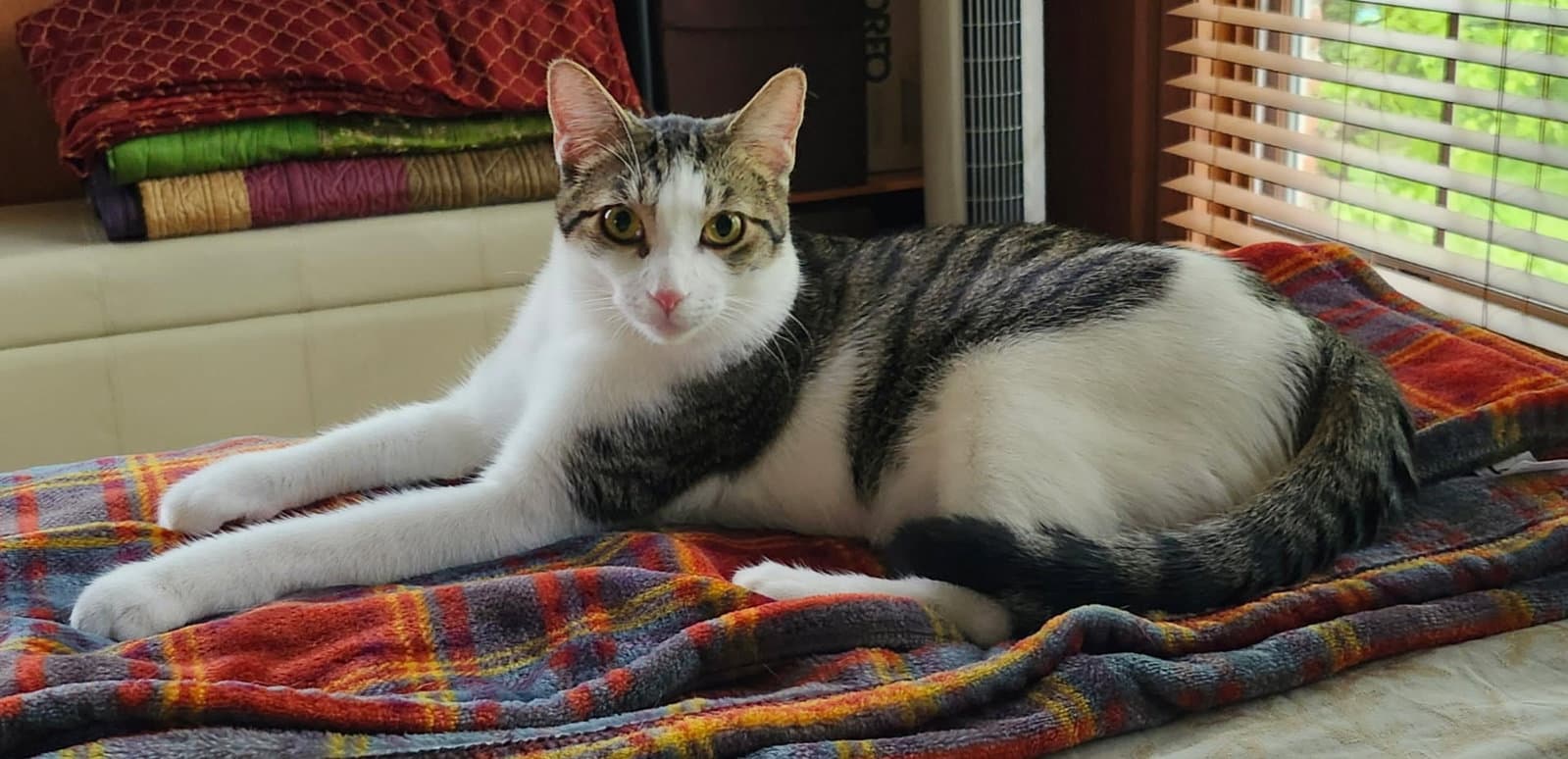 Yukio