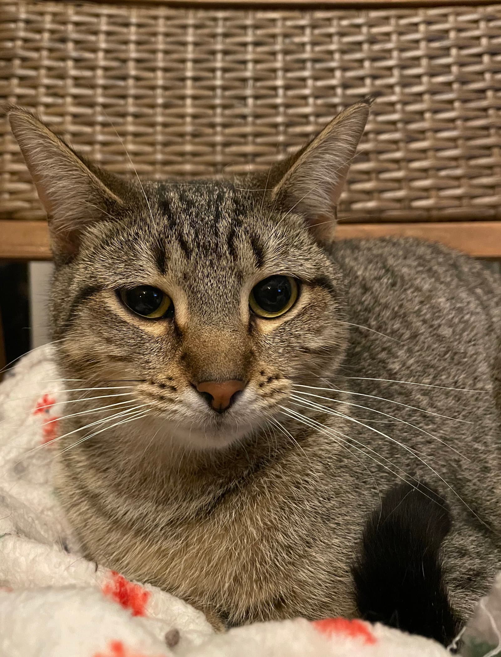 Cleopatra