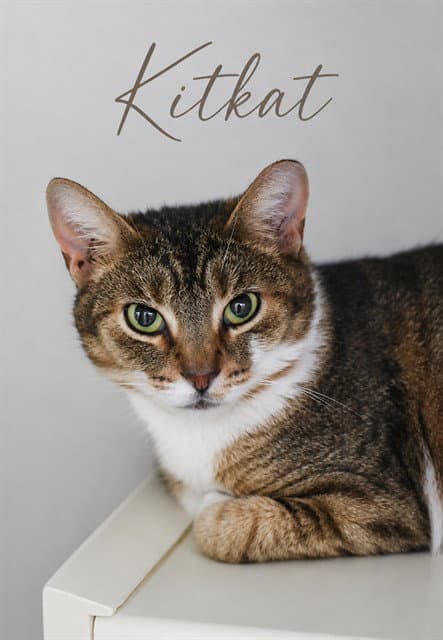 KITKAT