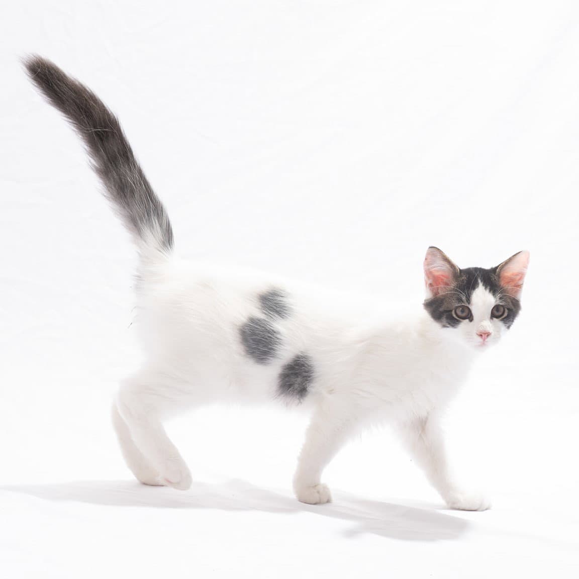 Basil Bitty