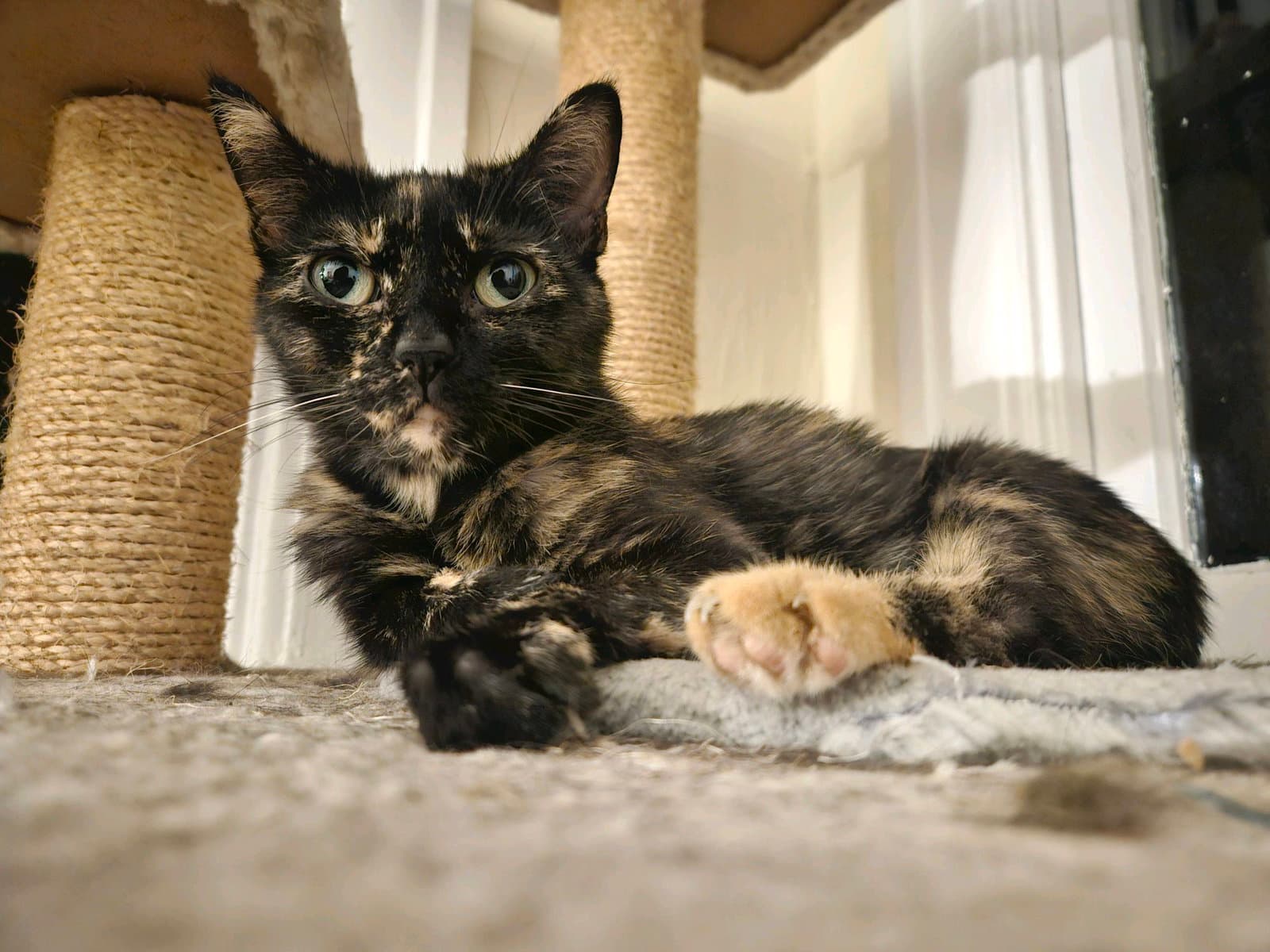 Alice - Must Apply in Person!